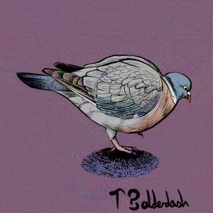 2-Woodpigeon.png