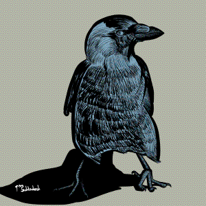 63 - Jackdaw who I want to hold.png