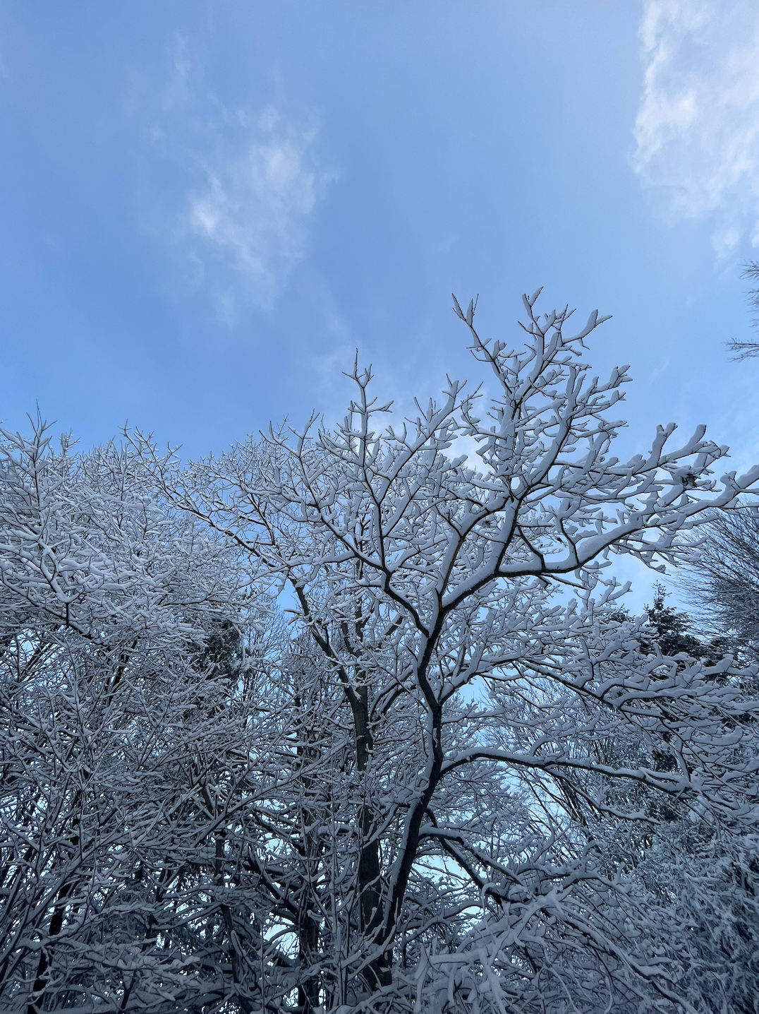 Returning: Sauna, Yoga Nidra &amp; Sound Bath **SOLD OUT WITH WAITLIST**