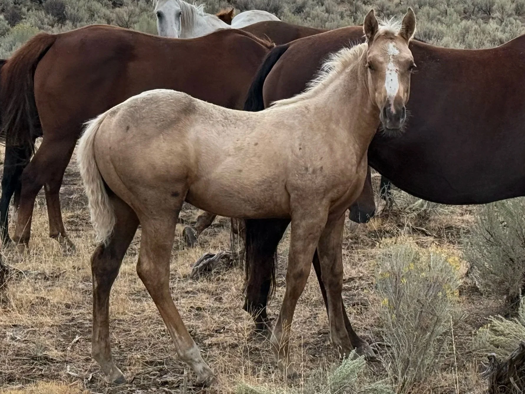 2026 Palomino Horse Colt