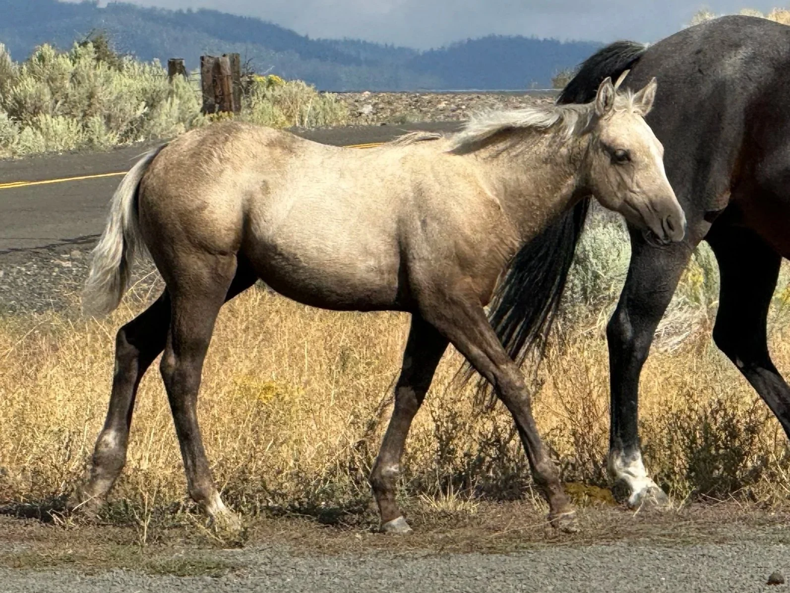 2026 Gray Filly