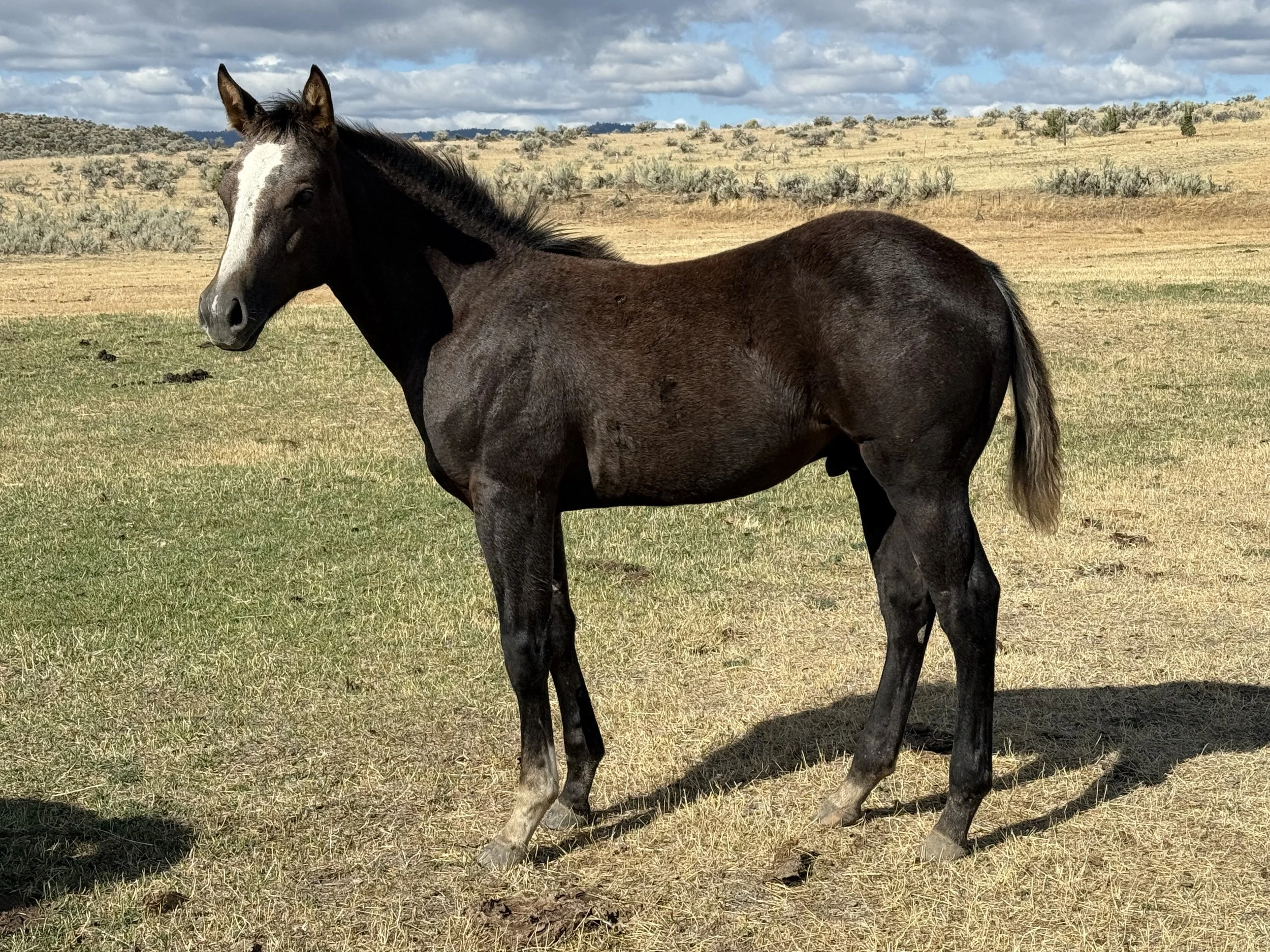 2026 Gray Horse Colt
