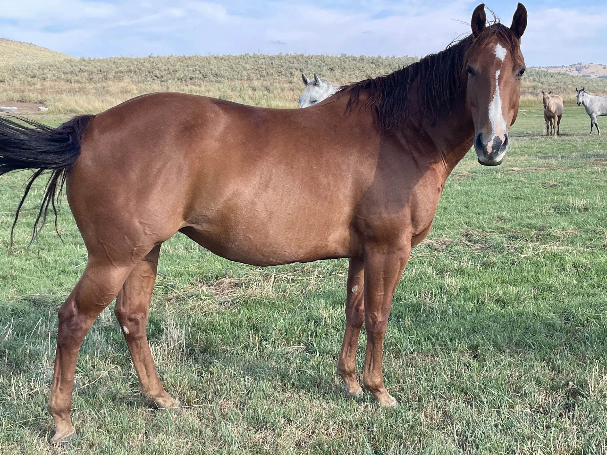 A brown horse standing in a grassy field with other horses in the background under a partly cloudy sky.