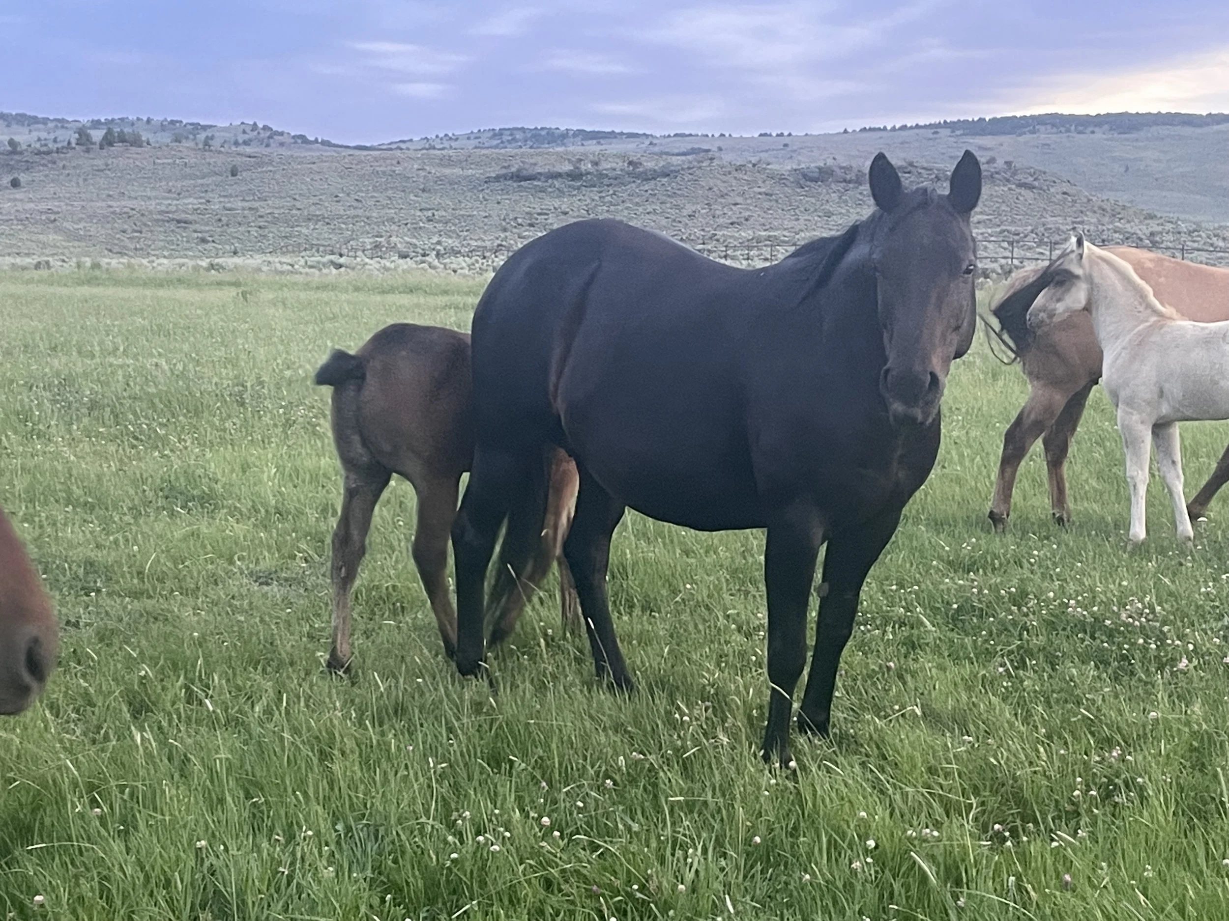 Group of horses grazing on a green pasture with hills in the background under a partly cloudy sky.