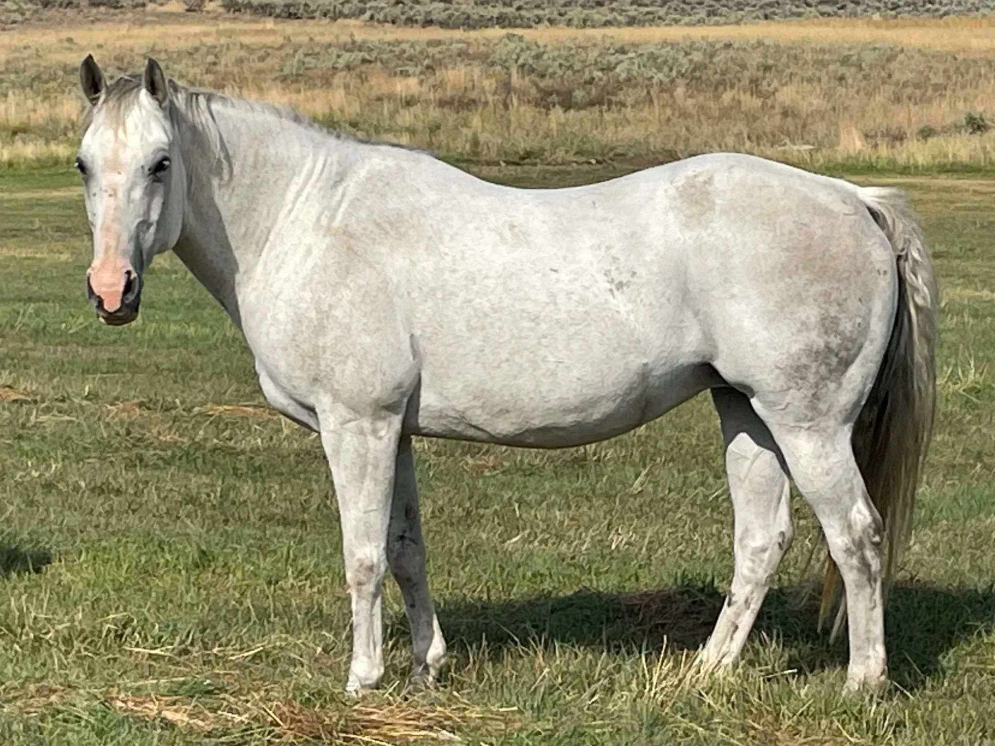A white horse standing in a grassy field with a hill in the background.