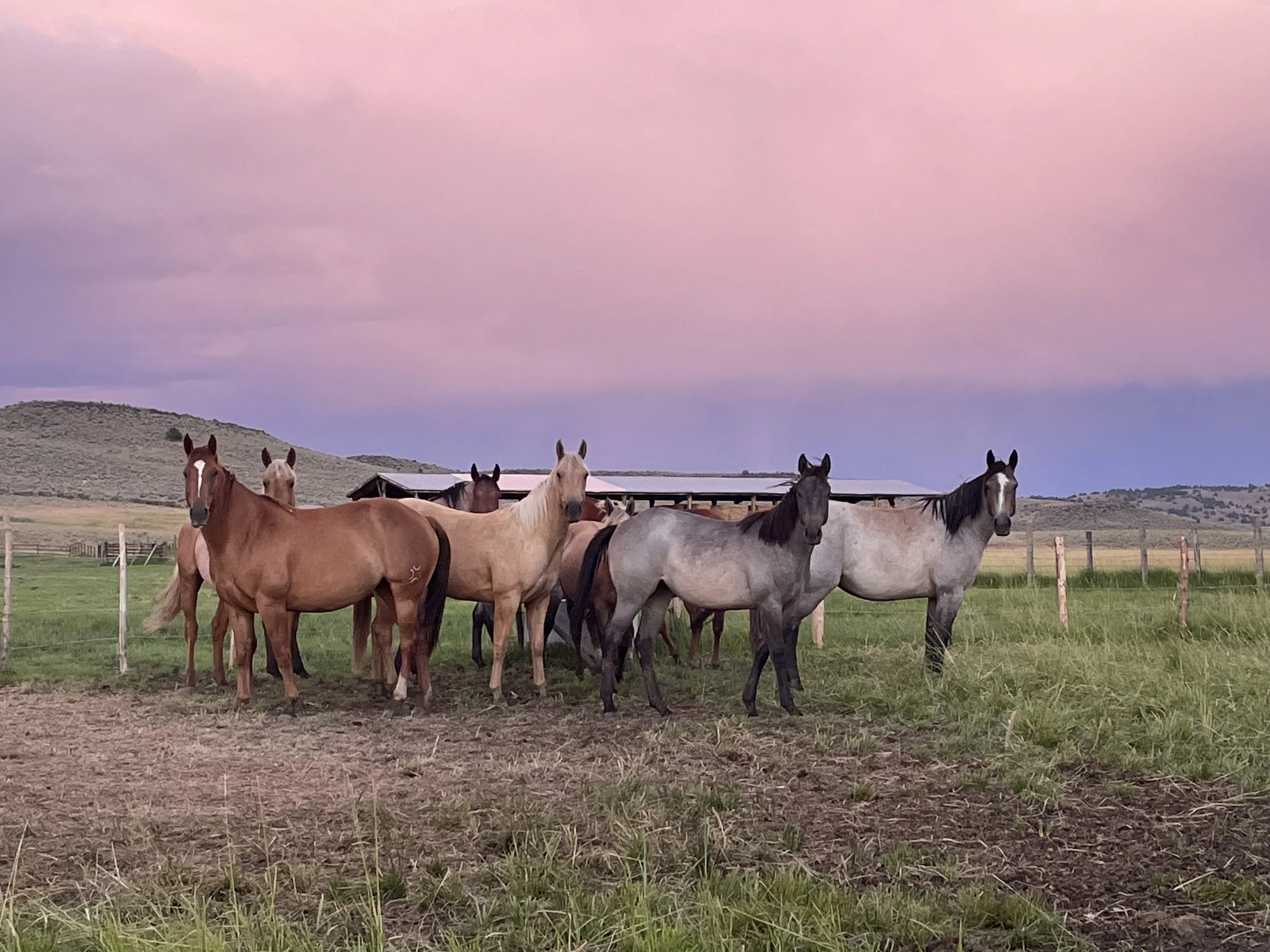 Group of horses standing in a lush green pasture with scenic hills and a colorful sky in the background.