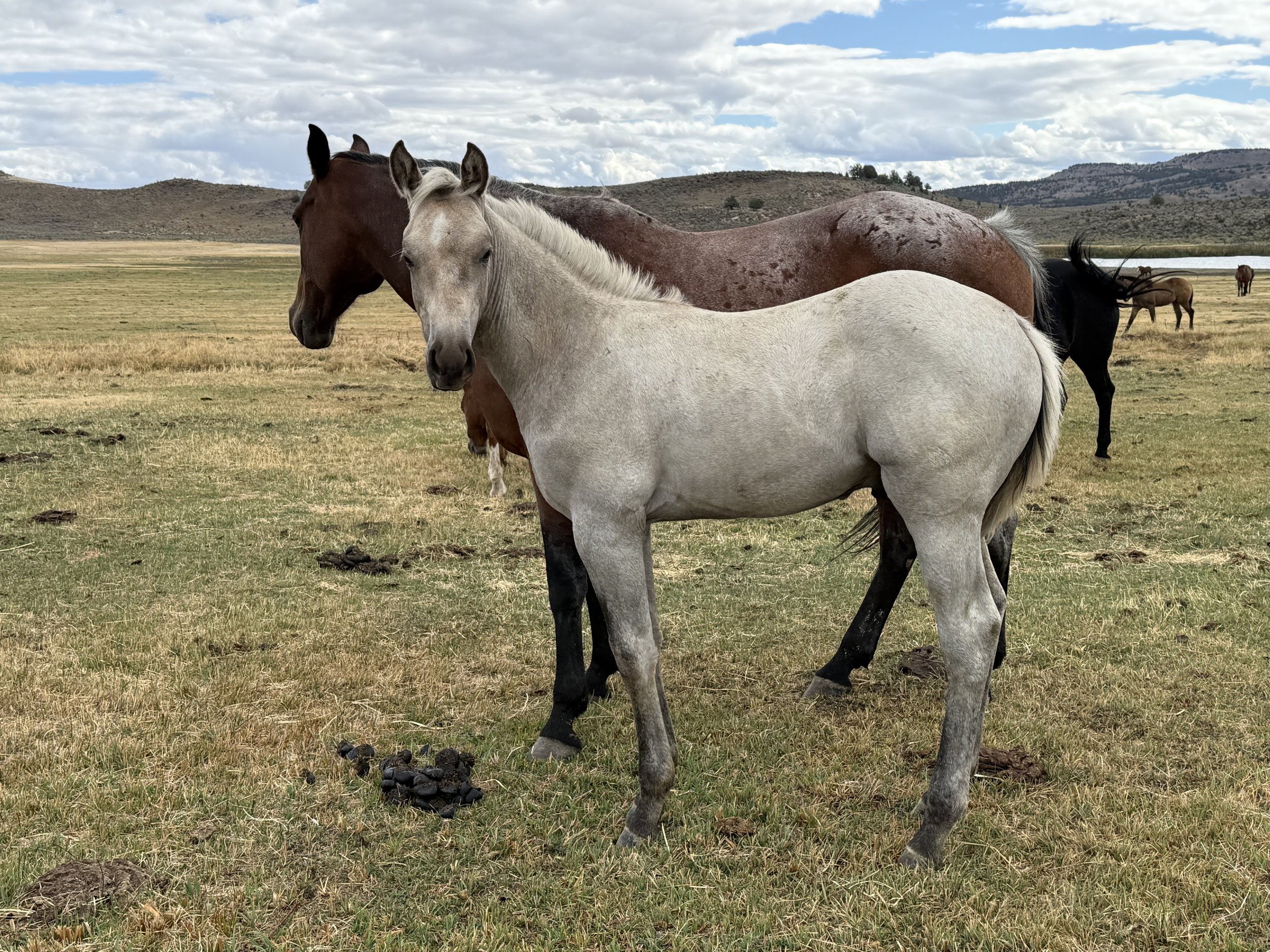 2026 Gray Horse Colt