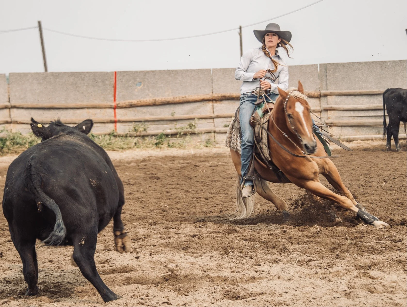 A woman riding a bucking horse in an enclosed arena with a black cow in the foreground and a wooden fence in the background.