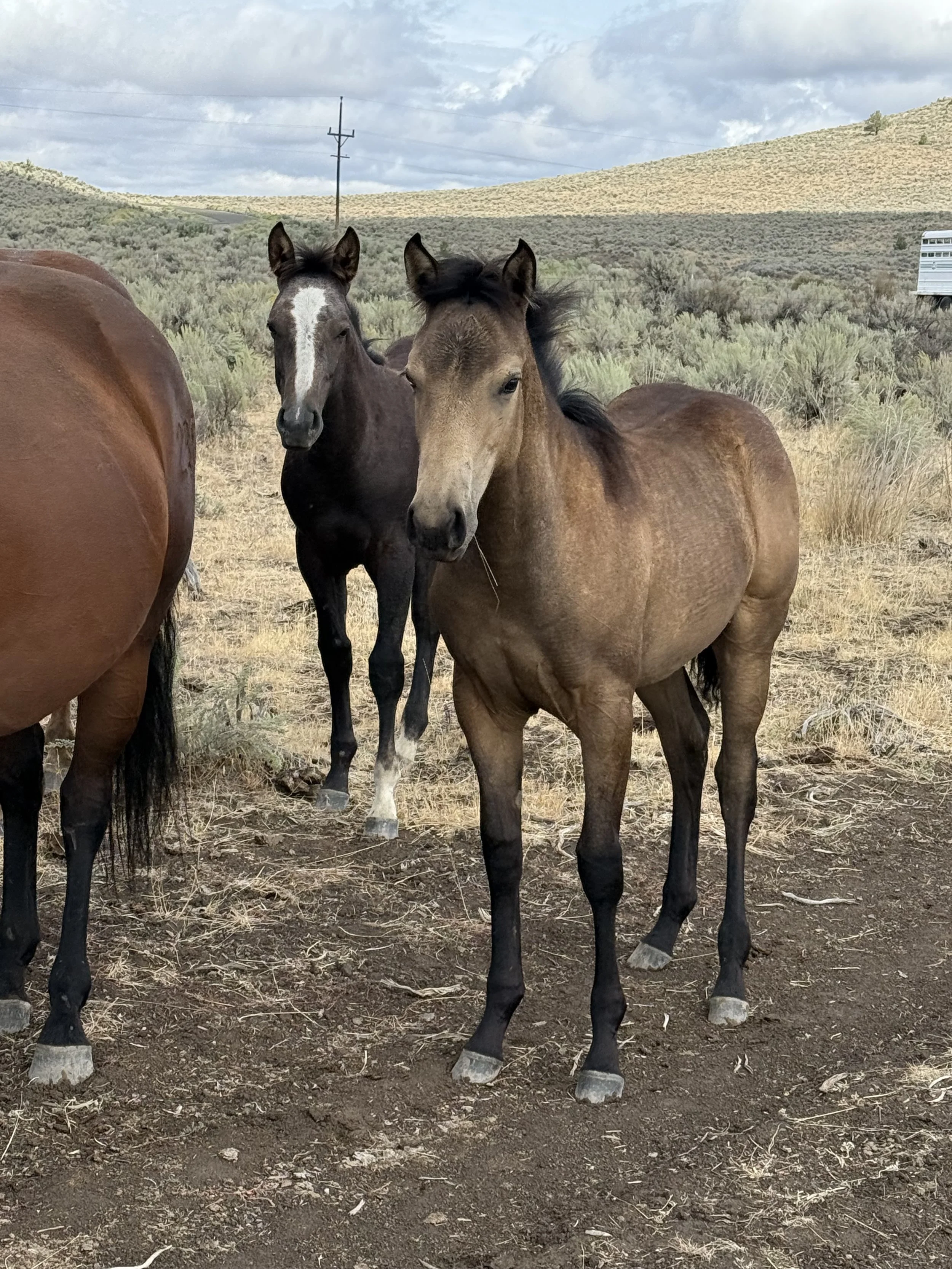 2026 Buckskin Filly