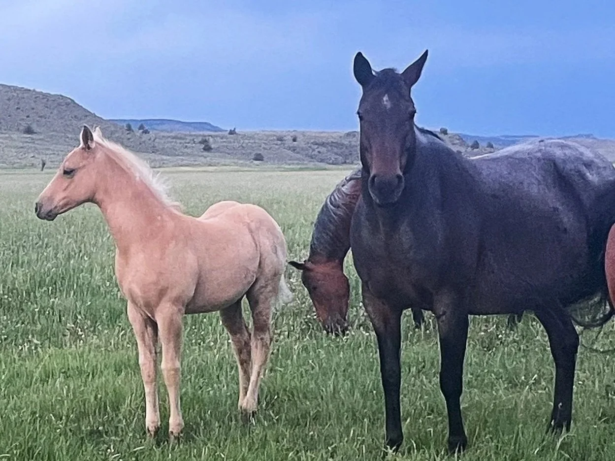 Two horses, one light tan foal and one dark brown adult, standing in a green grassy field with rolling hills in the background and a cloudy sky.