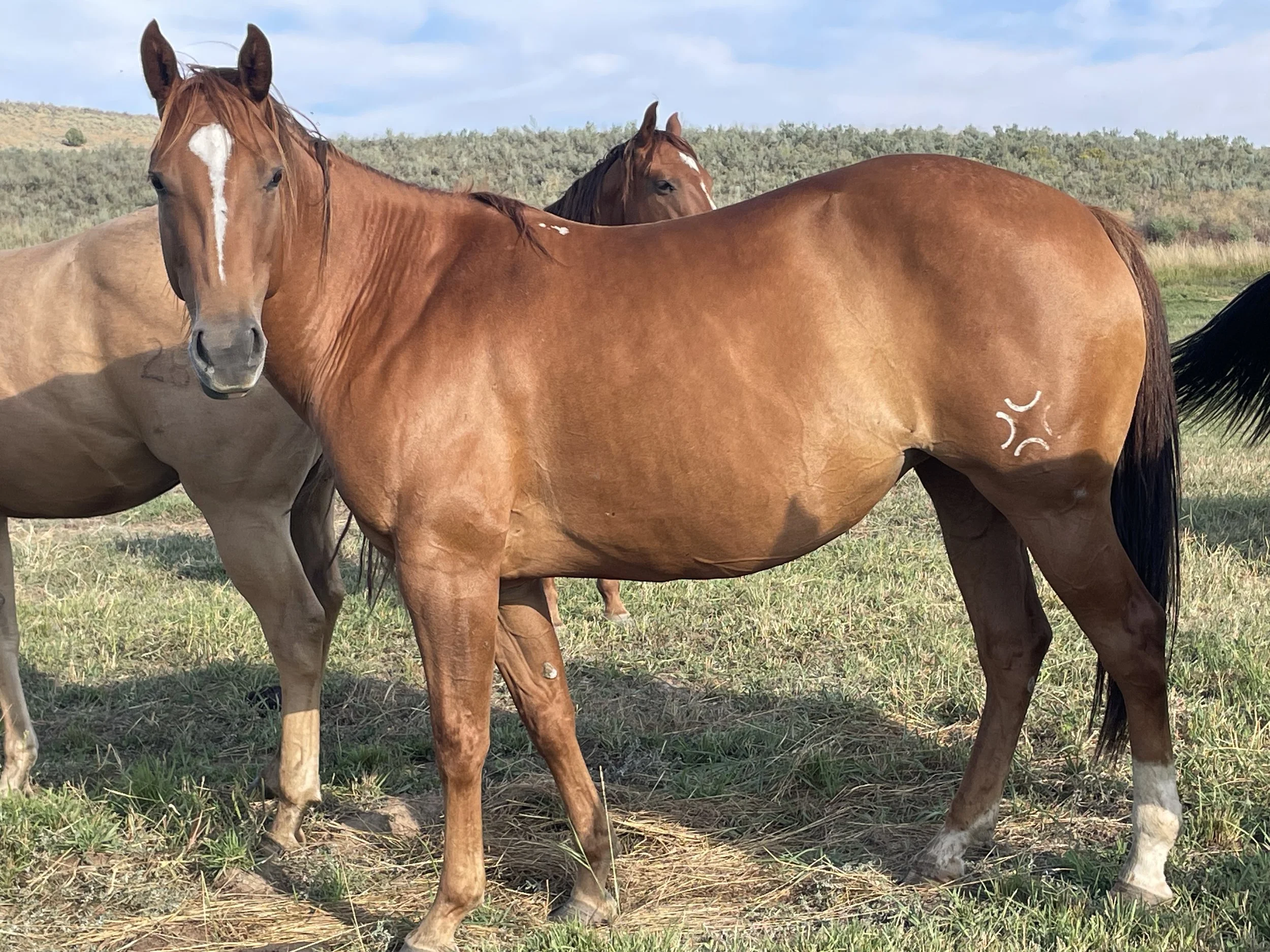 Four horses standing on grass in an open field, with one prominent chestnut horse in the foreground, some with visible markings, under a partly cloudy sky.