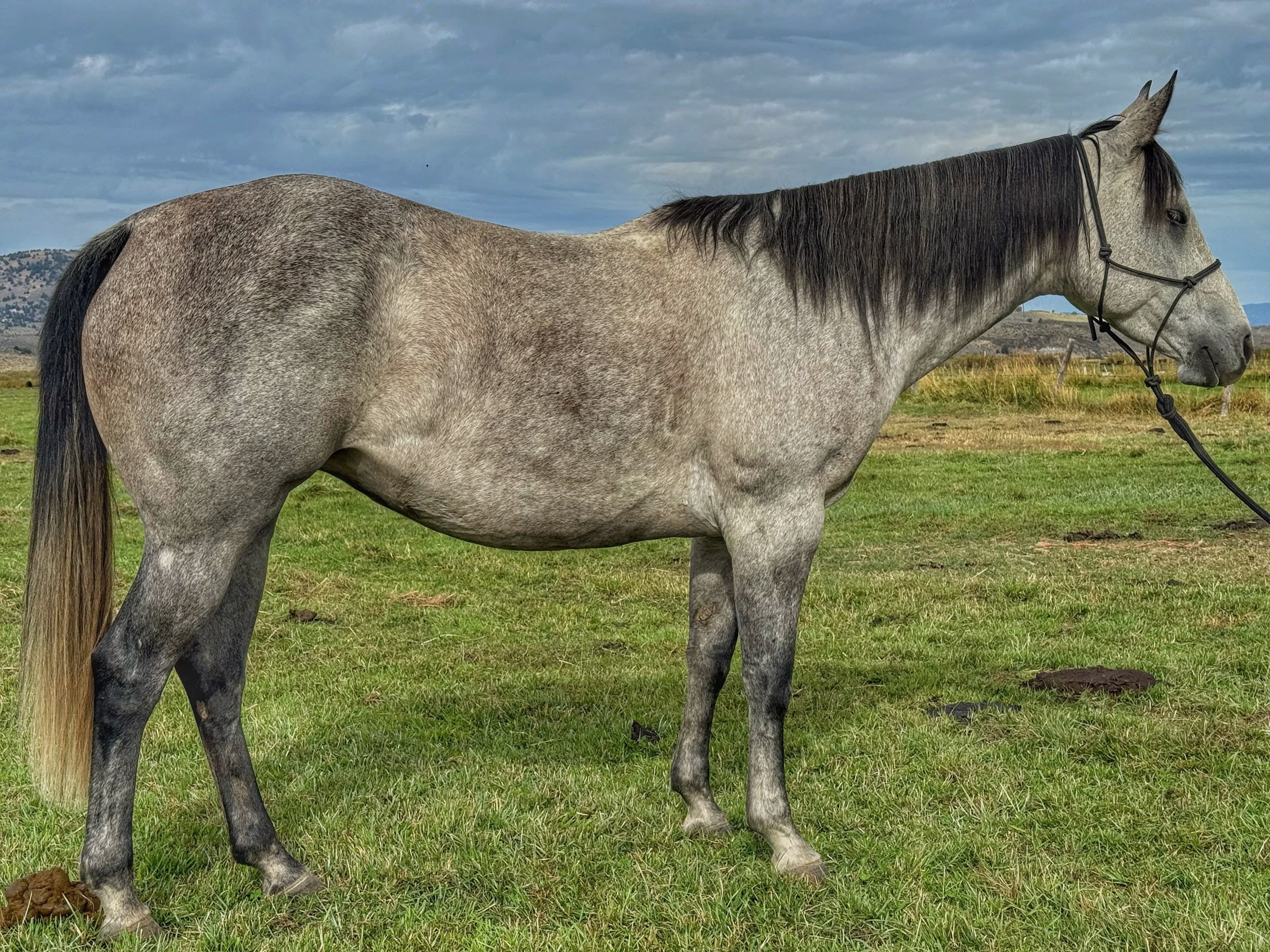 "Juice" 6 y/o Grey Mare