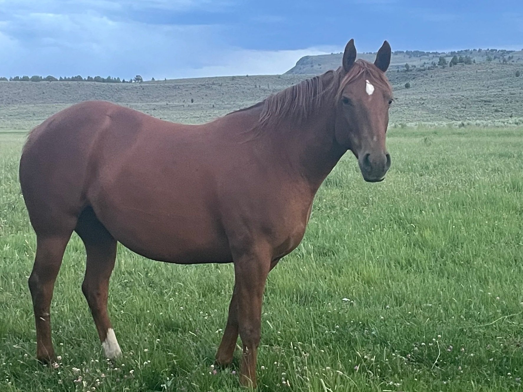 A brown horse standing on green grass in a field with a hill and cloudy sky in the background.