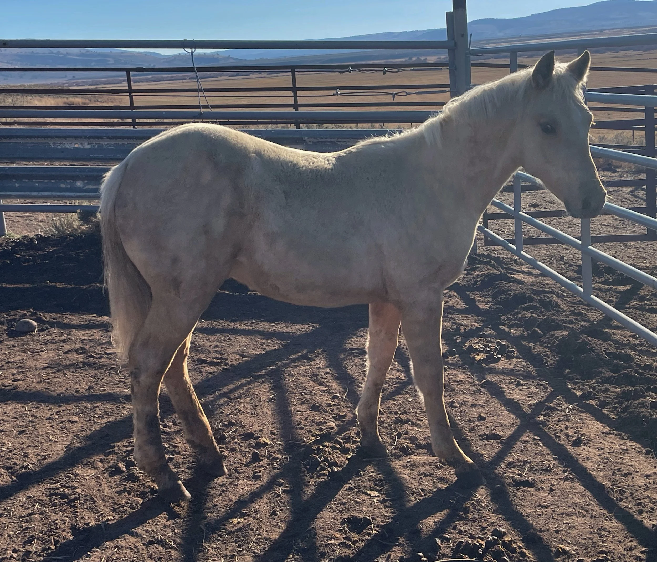 "Charlie Brown" 2025 Palomino Colt