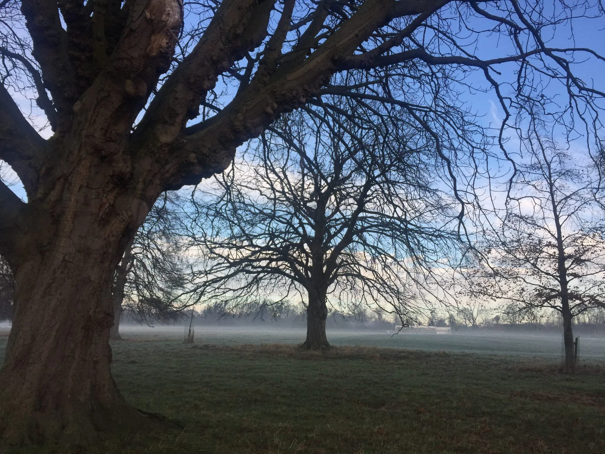 Phoenix park trees and mist image