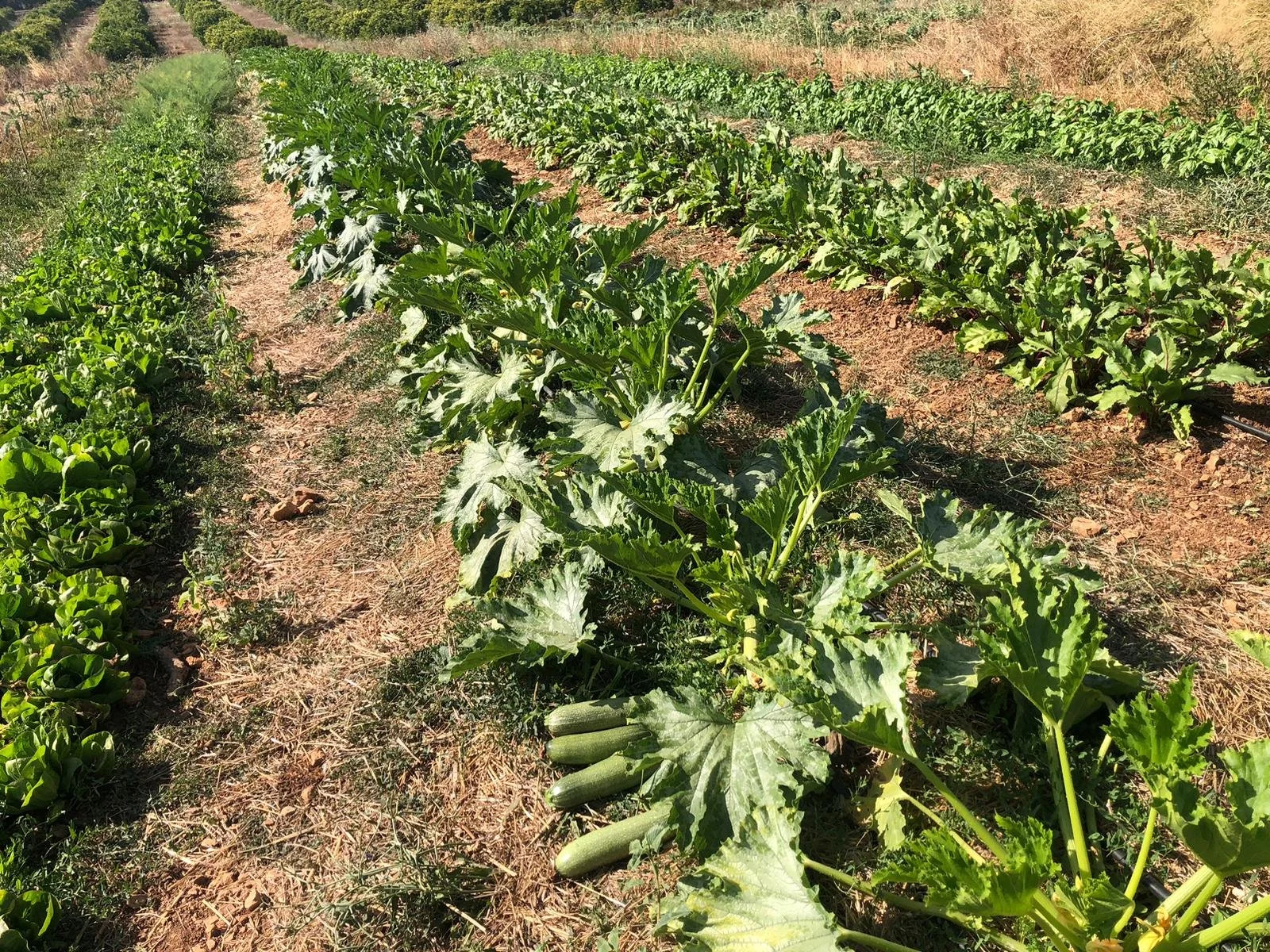 Landwirtschaftliche Felder
