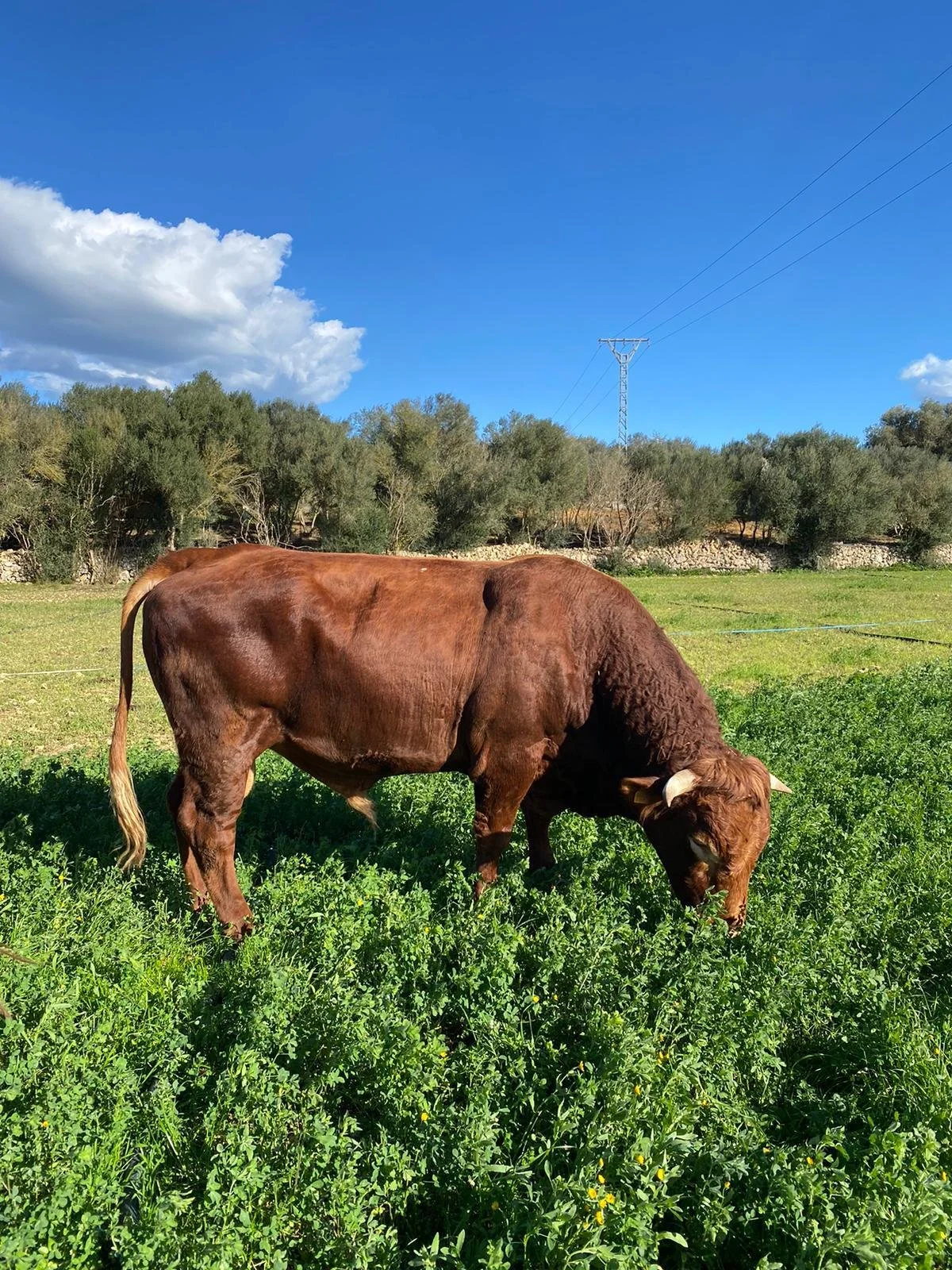 Lebensmittel direkt vom Bauernhof oder aus dem Bioladen auf Mallorca