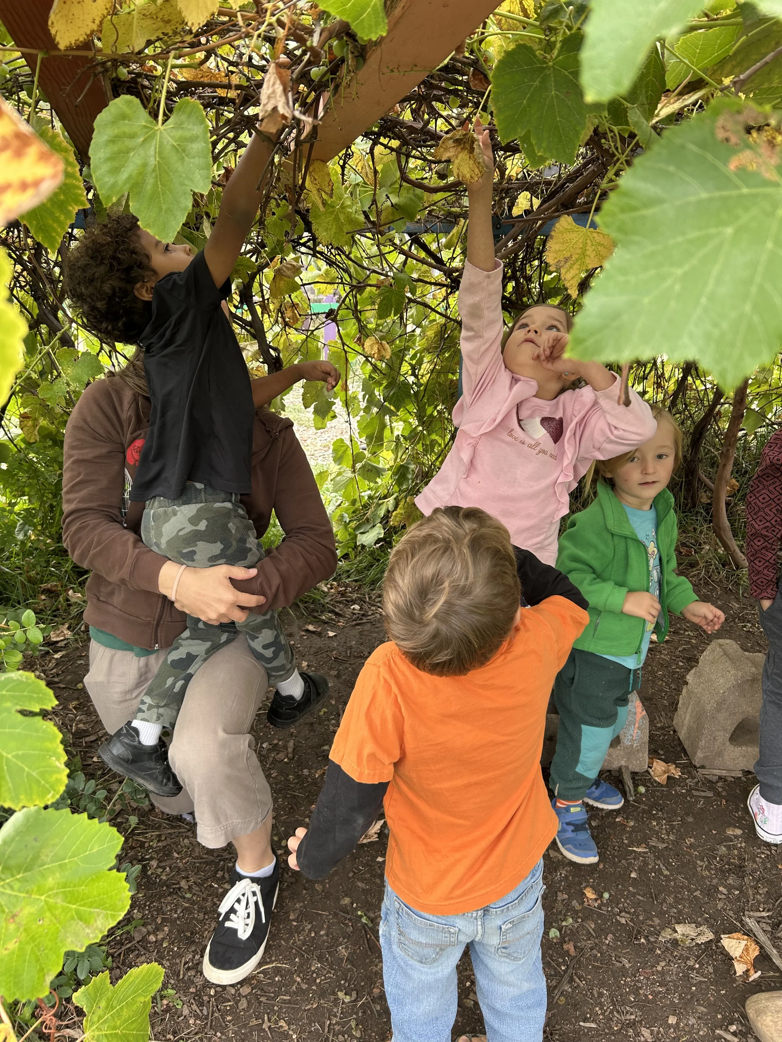 Children and adults exploring grapevines outdoors during daytime, reaching up to pick or observe grapes.