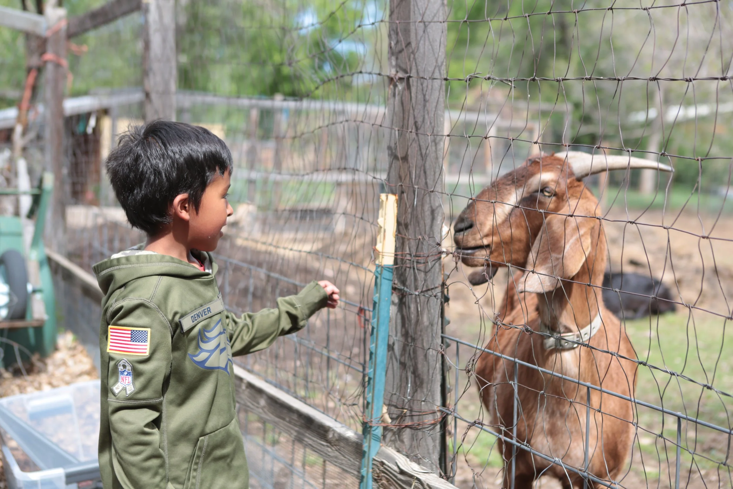 A young boy with short dark hair and a green jacket touched a fence, watching a brown goat with long ears on the other side.