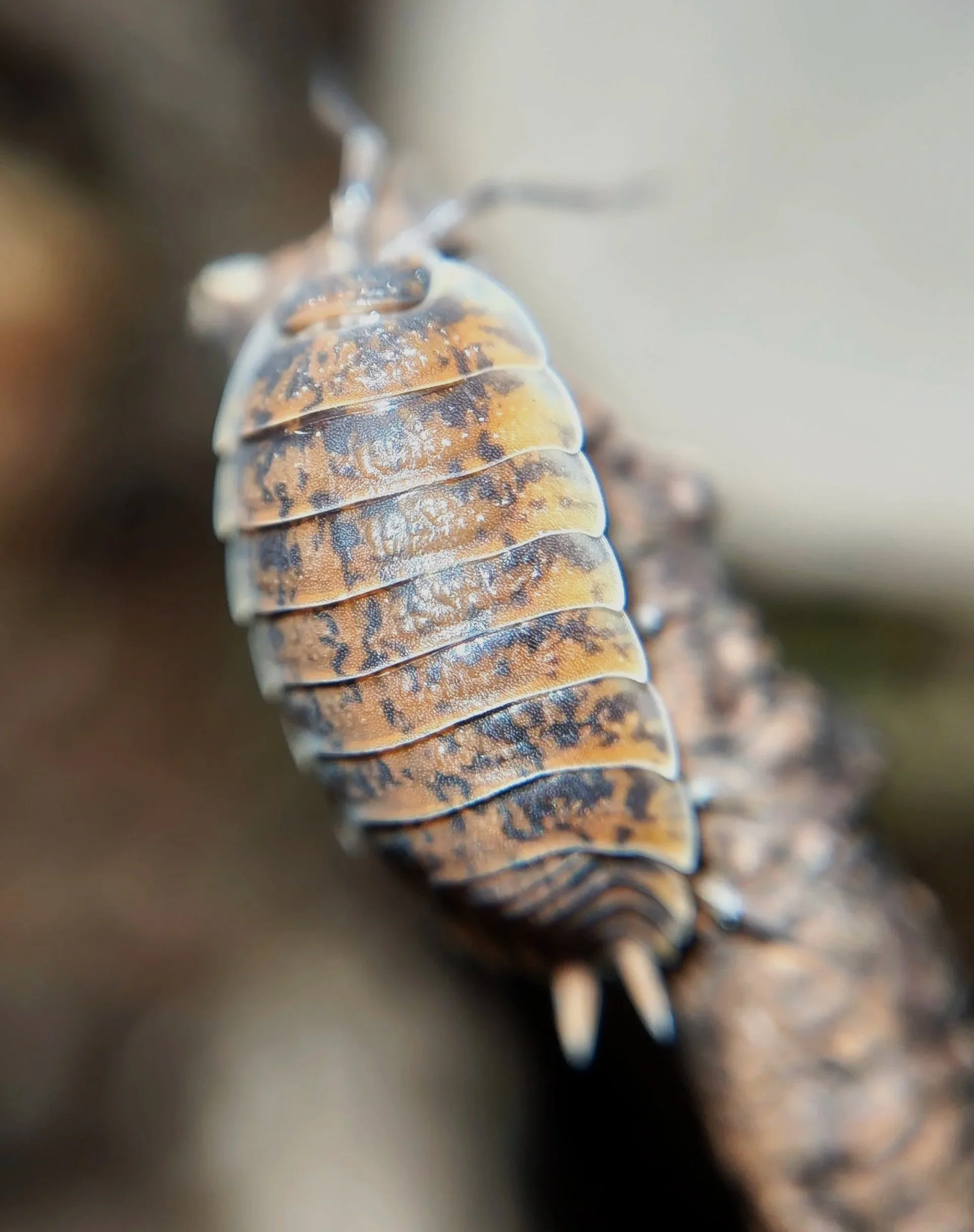 Porcellio Orarum Orarum Marbled Isopod