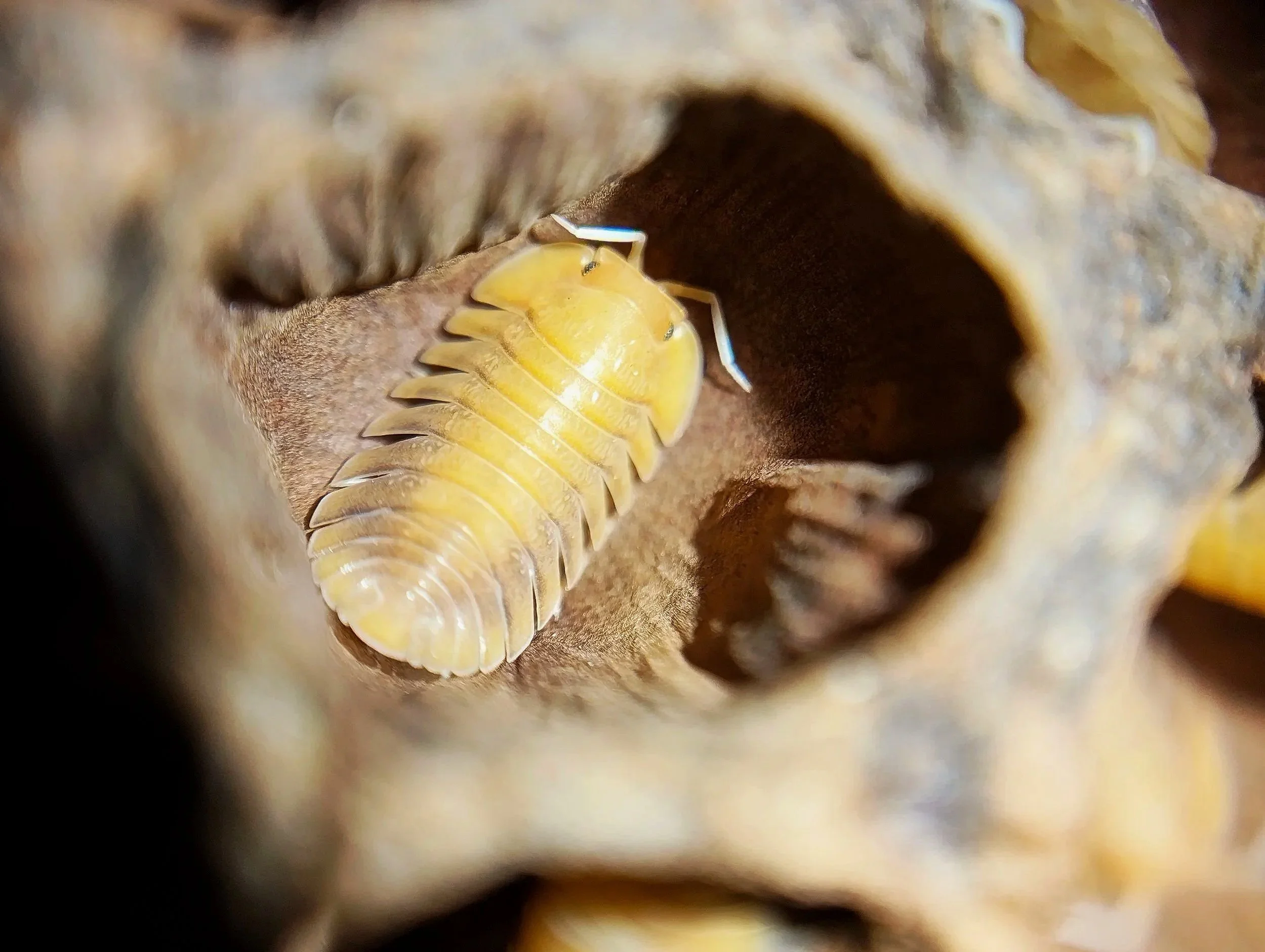 Troglodillo Sunset Isopod