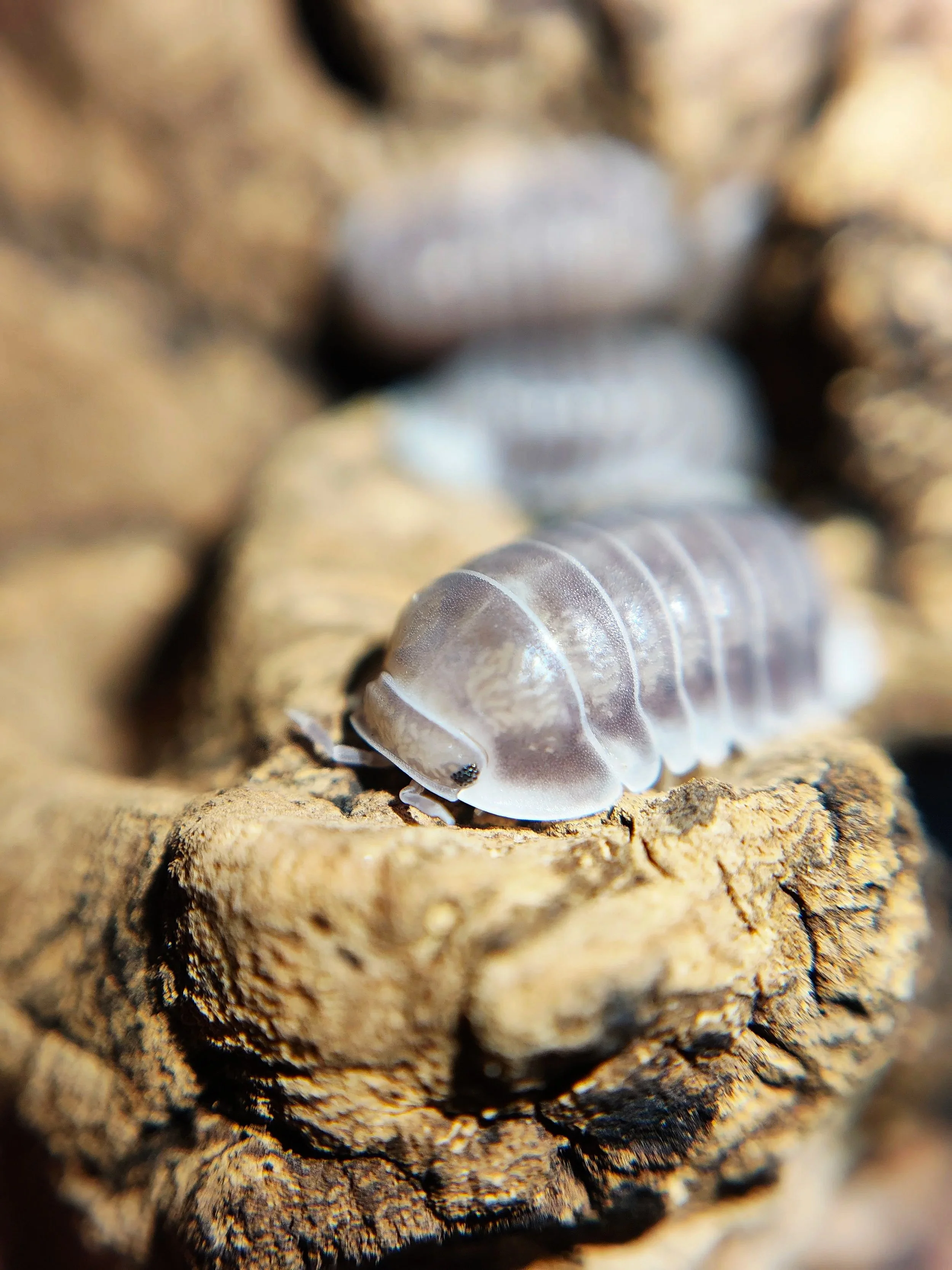 cubaris black panda isopod