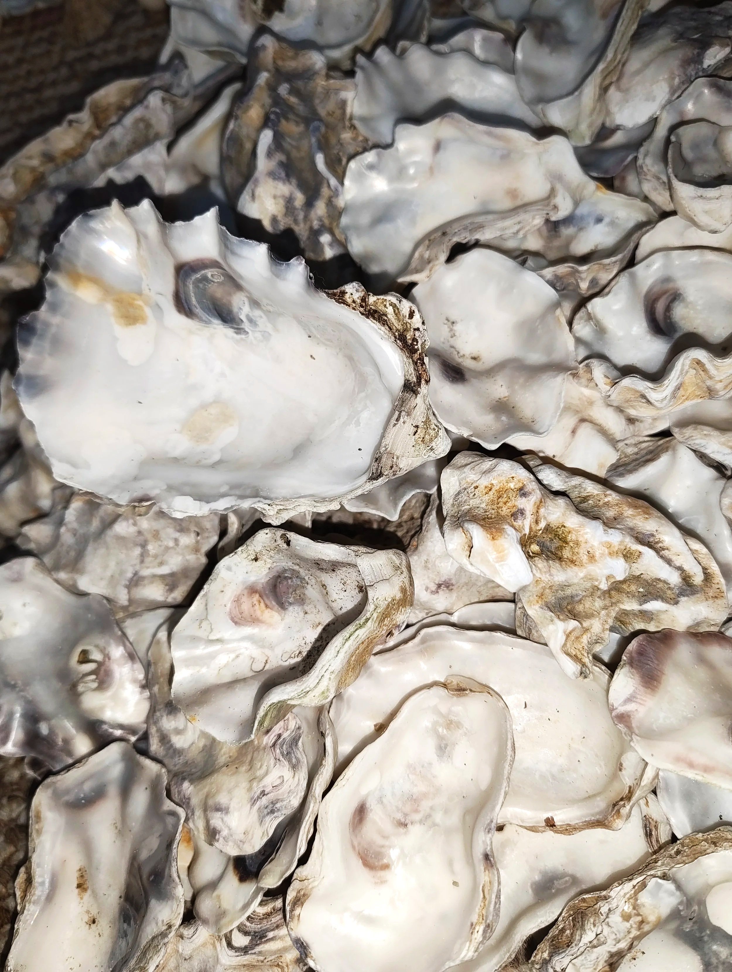 Natural oyster shells for isopod enclosures