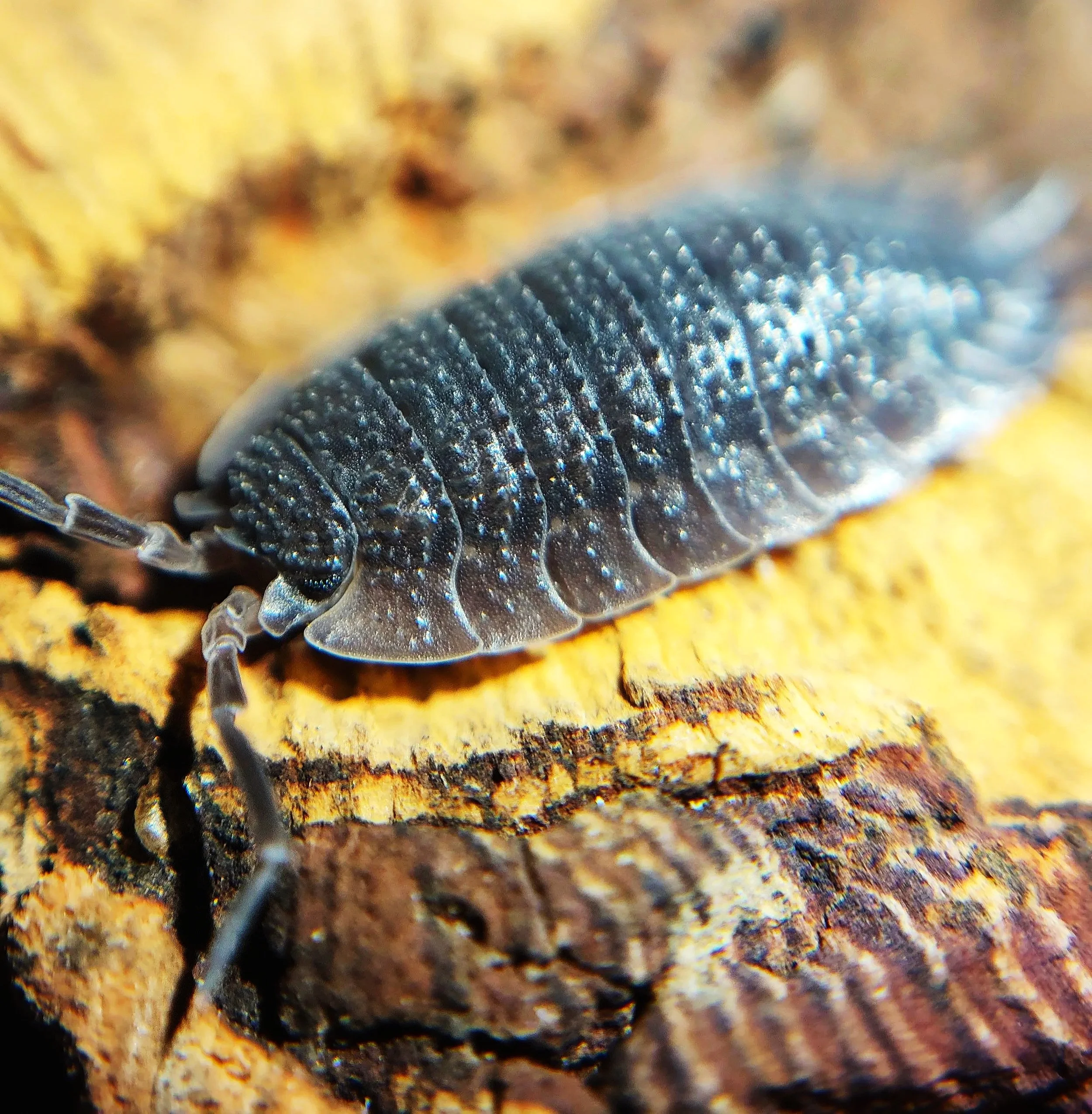 Porcellio Echinatus Shark Skin Isopod