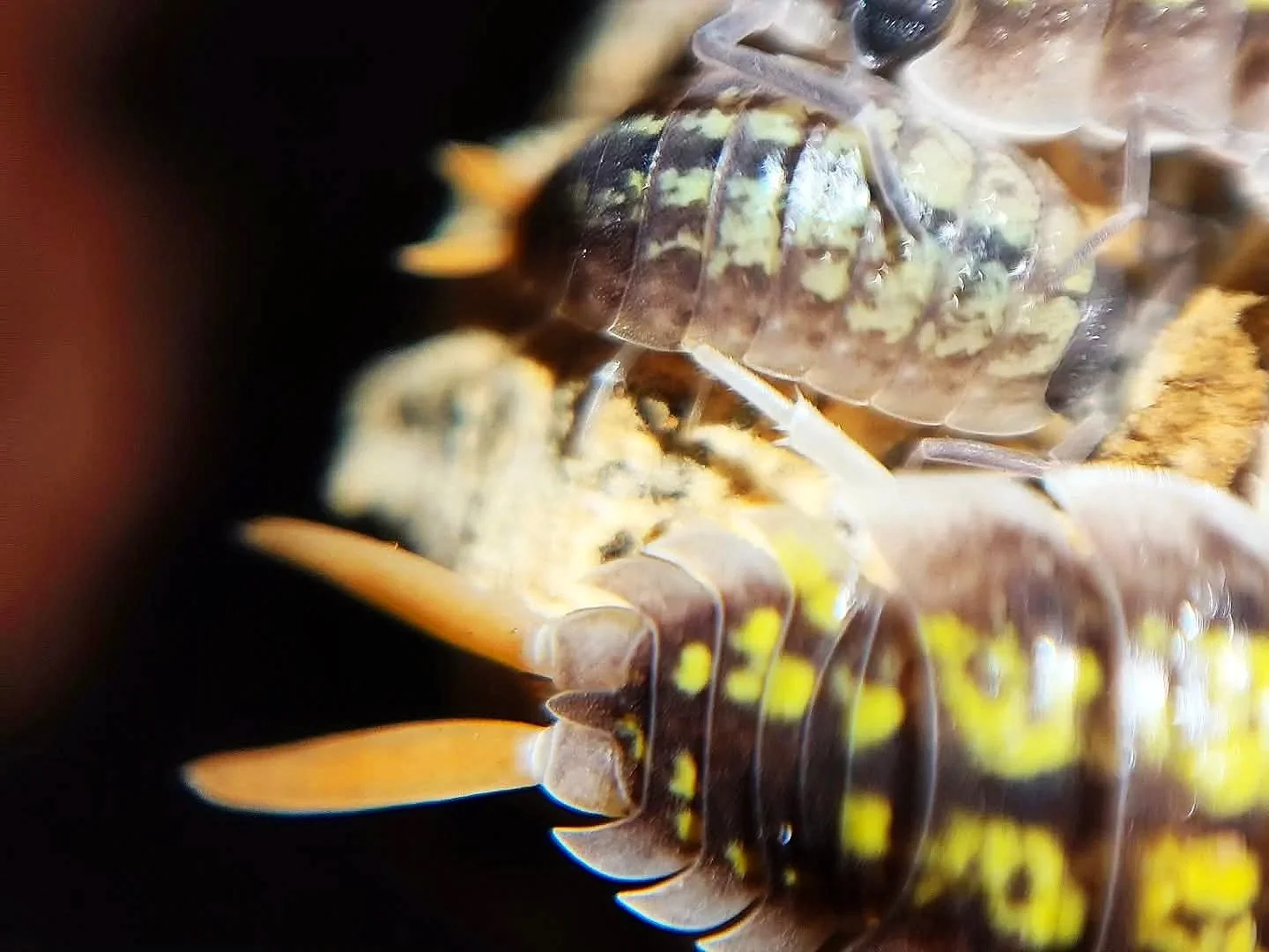 Porcellio Red Uropods/Orange Stick Isopod