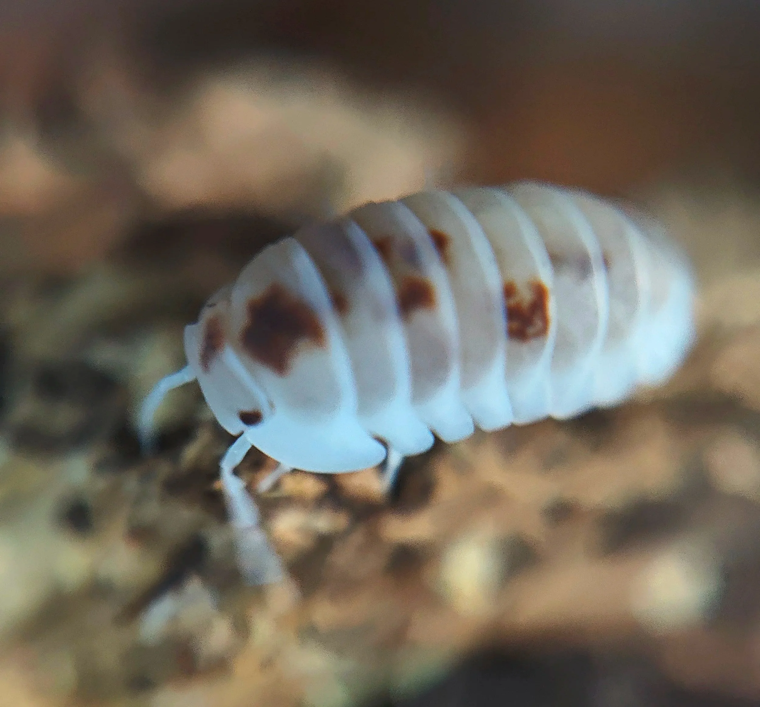 cubaris murina pearls rare isopod