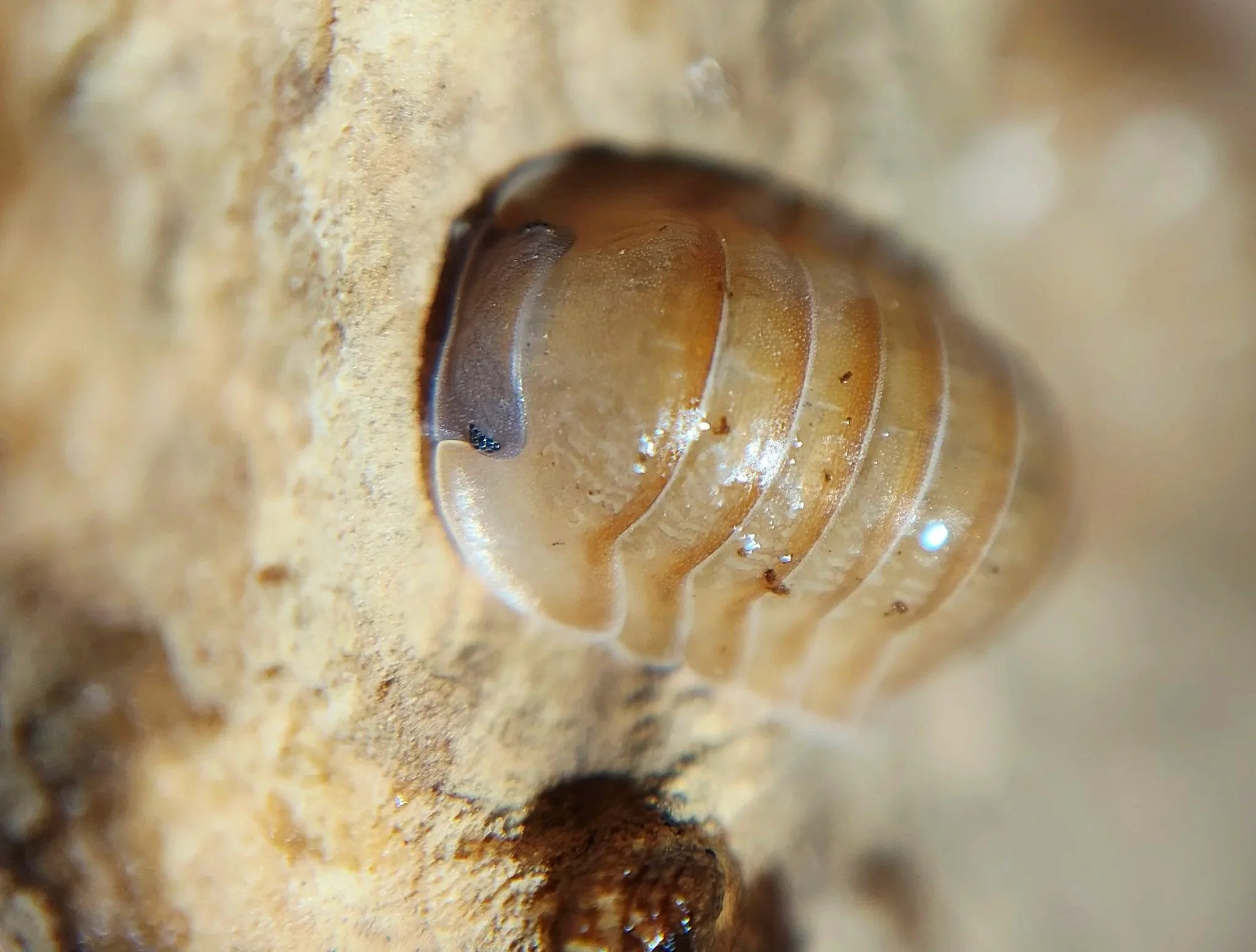 Caribodillo Martinicensis Salmon Isopods for sale uk