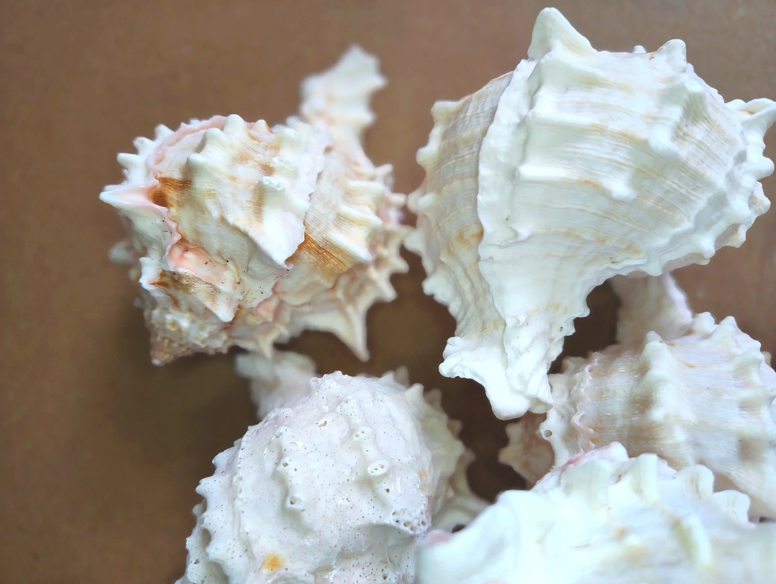 pink murex shells for isopods and other inverts uk supplies for isopod