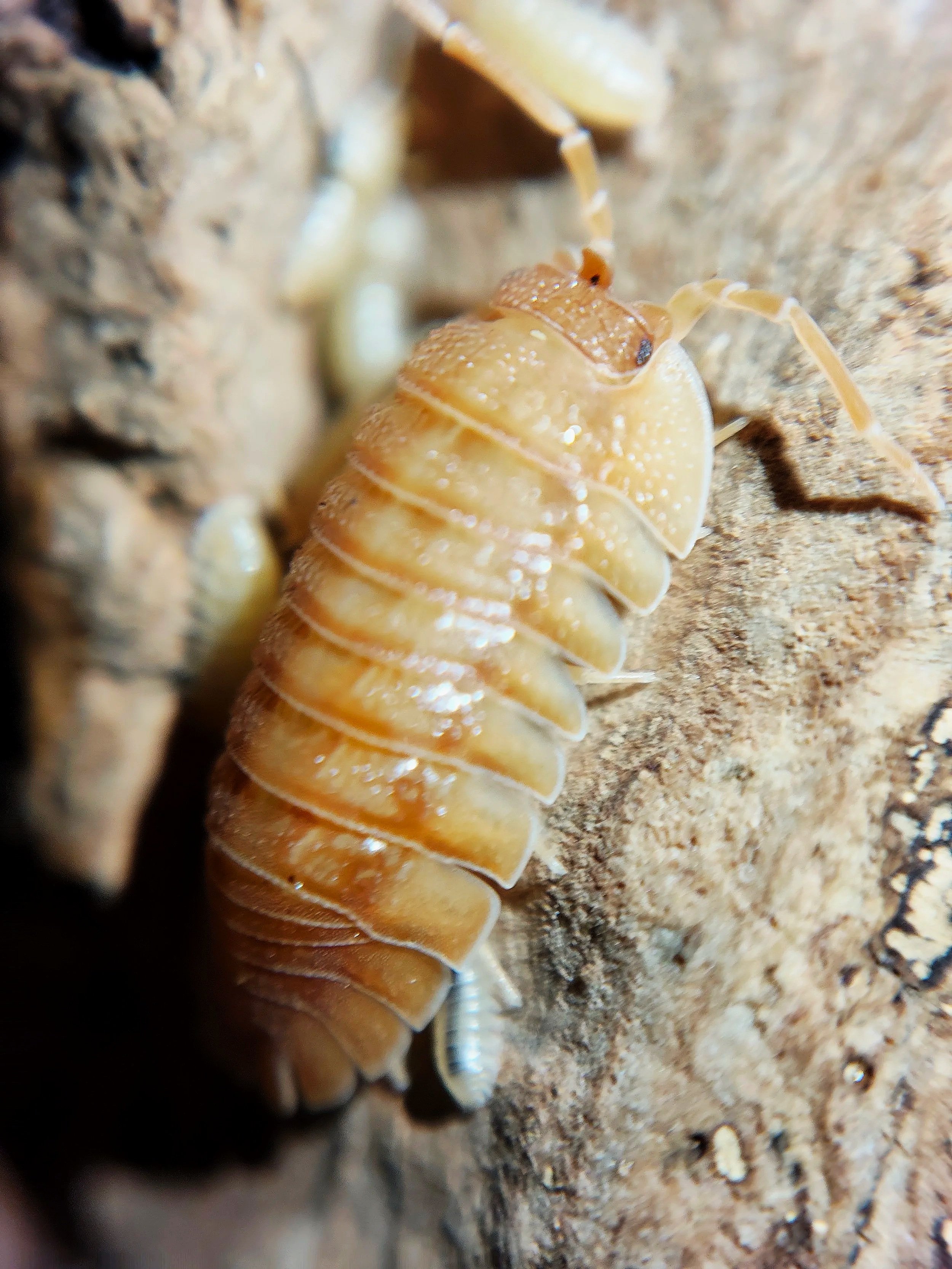 armadillidium pallasii orange isopods