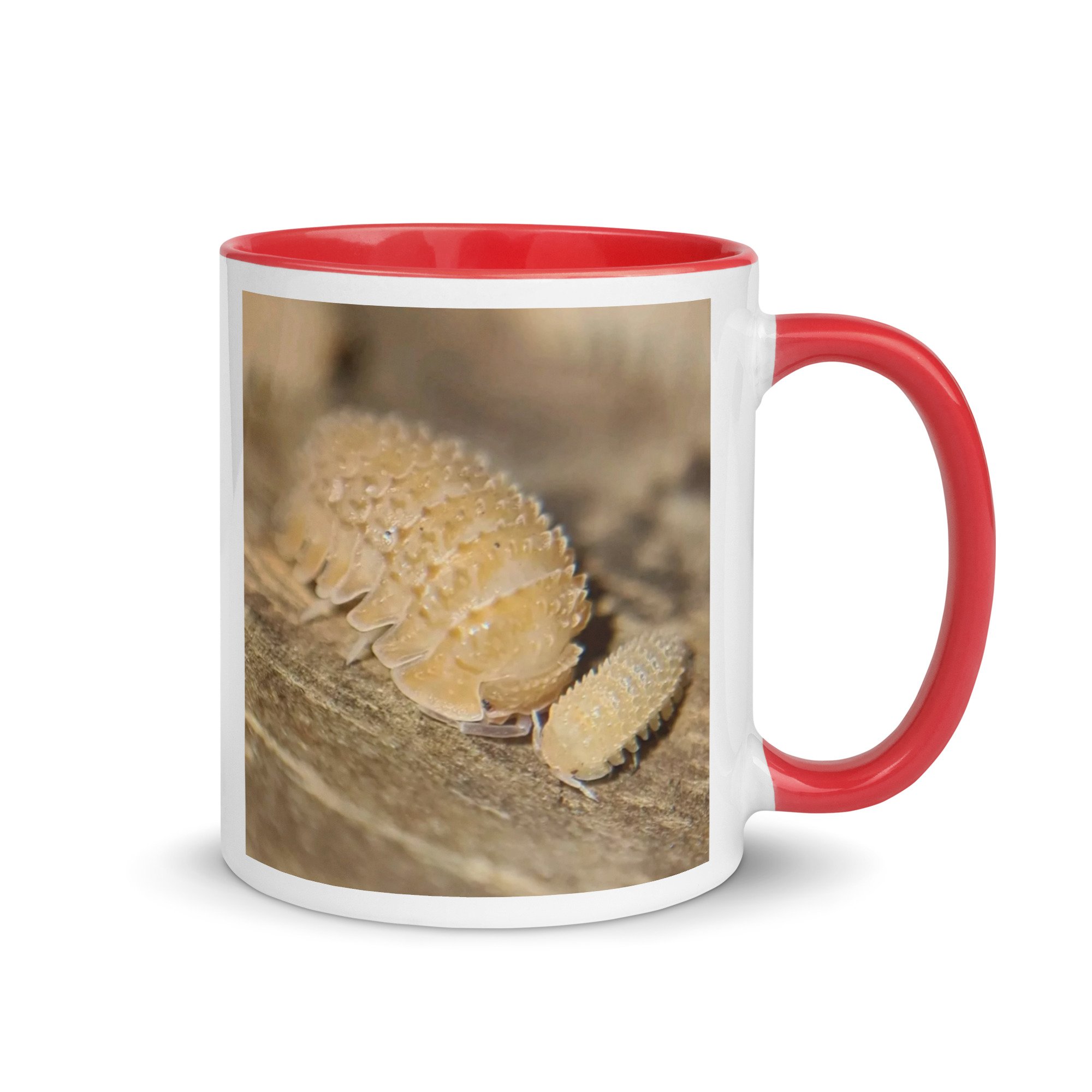 white-ceramic-mug-with-color-inside-red-11-oz-right-683b2acd77c88.jpg
