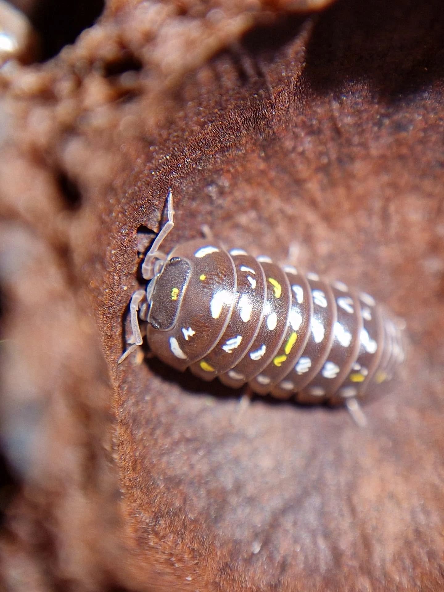Armadillidium Frontetriangulum Chocolate aka Painted Chocolate Corfu 🤎 Anyone else had these come from their normals yet? Still haven't heard of it elsewhere 😂
Available at ashopods.com
#isopod #isopods #isopodsofinstagram #isopodlovers #isopodmo