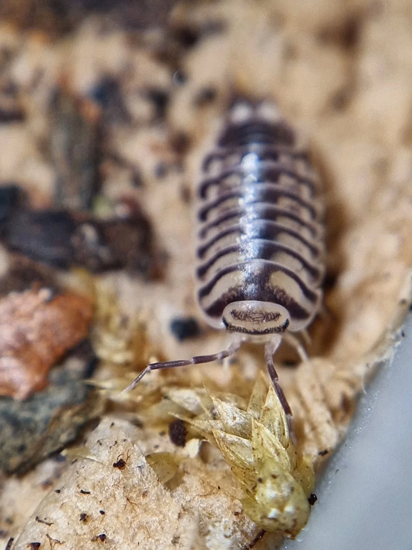 Xeroniscus Seigfriedhuberi 🩶🖤 Only ones in the UK 
#isopod #isopods #isopodsofinstagram #isopodsuk #isopodsofig #inverts #invertebrates #newspecies #rolypoly #bugs #bugsofinstagram #bugslife #lovebugs #invertsofinstagram #xeroniscussiegfriedhuberi