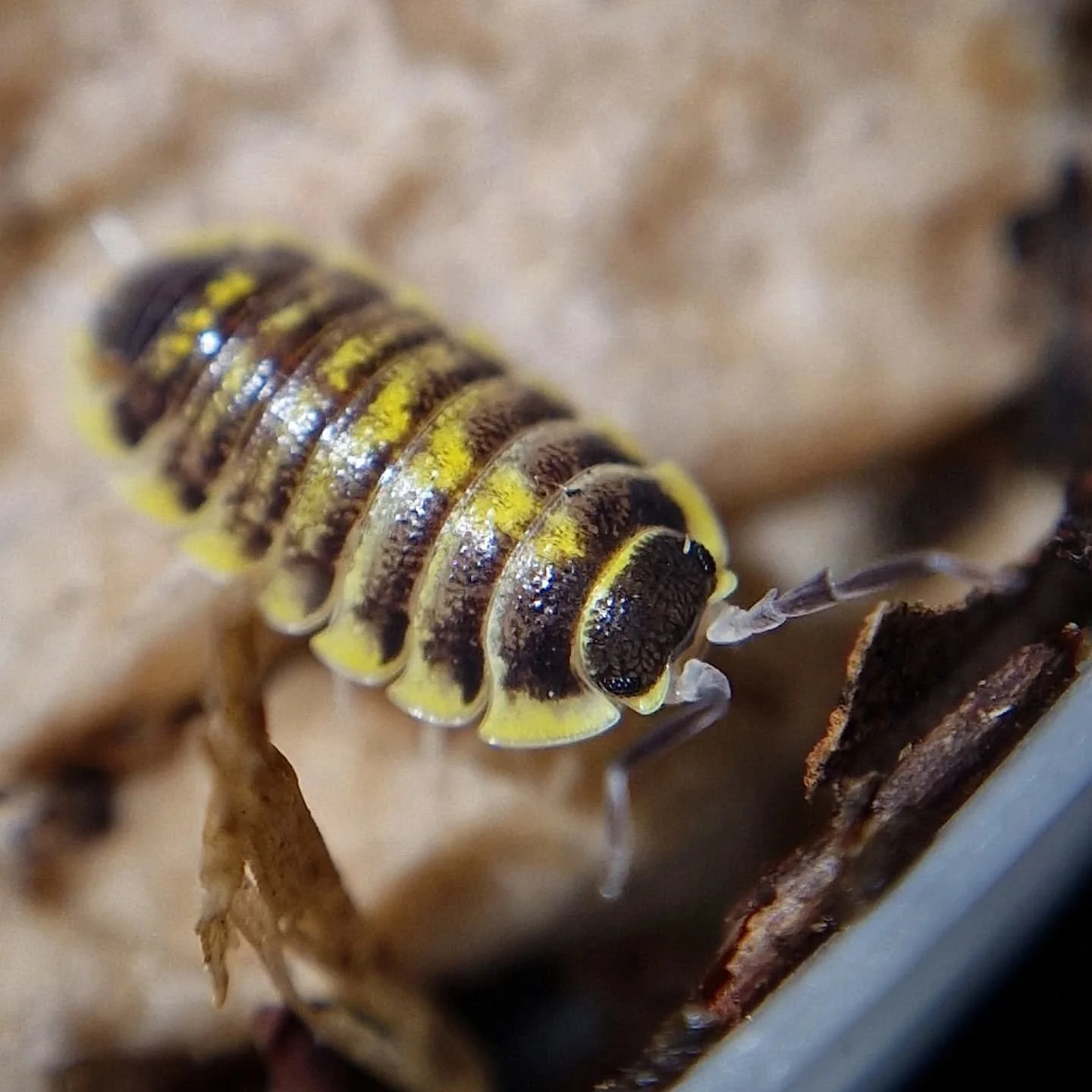 Porcellio Flavomarginatus Datca 🖤💛 another UK first as far as I'm aware. Always had a soft spot for flavos so really happy to have these 😁
#isopod #isopods #isopodsofinstagram #isopodsofinsta #isopodsofig #isopoda #isopodlovers #inverts #inverteb
