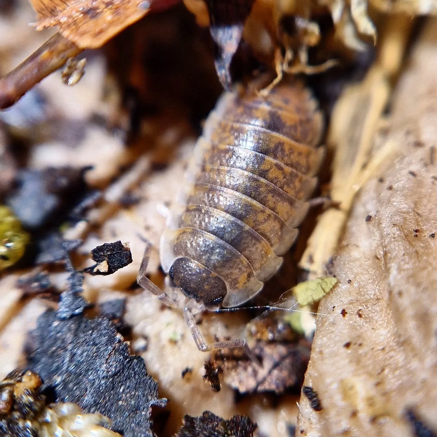 Porcellio Orarum Marbled 🤎🩶🤍 love these so much, lovely markings. UK first (please correct me if I'm wrong)
#isopod #isopods #isopodsofinsta #isopodsofinstagram #isopoda #ilovebugs #iloveisopods #isopodlovers #porcellio #inverts #invertebrate #in