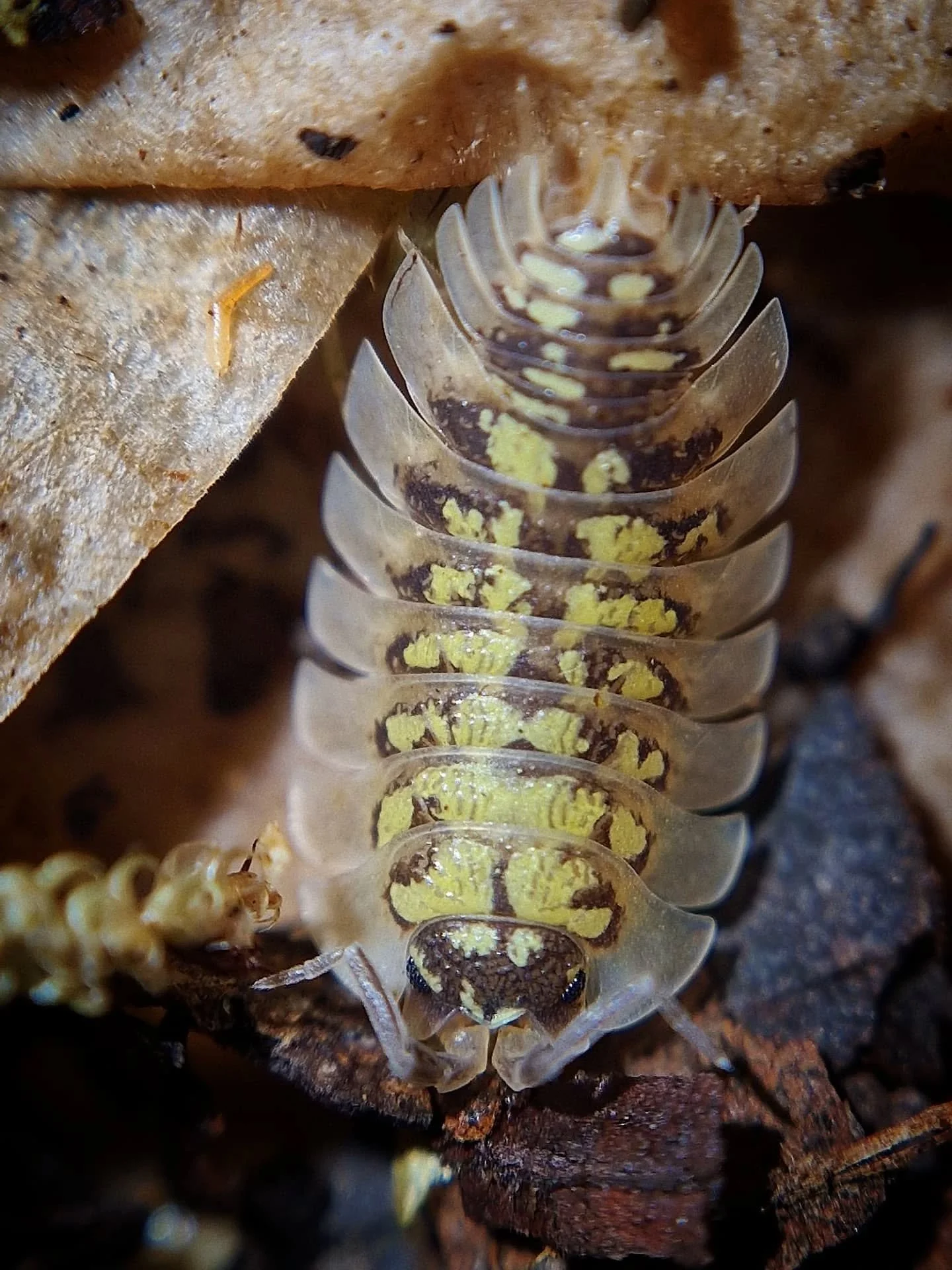 Porcellio Tortenesei 💛 
#isopod #isopods #isopodsofinstagram #isopodsofinsta #isopodsofig #bugs #bugsofinstagram #bugcollection #bugsarecool #inverts #invertsofinstagram #invertebrates #rareisopods #newspecies #arthropod #arthropod_perfection #arth