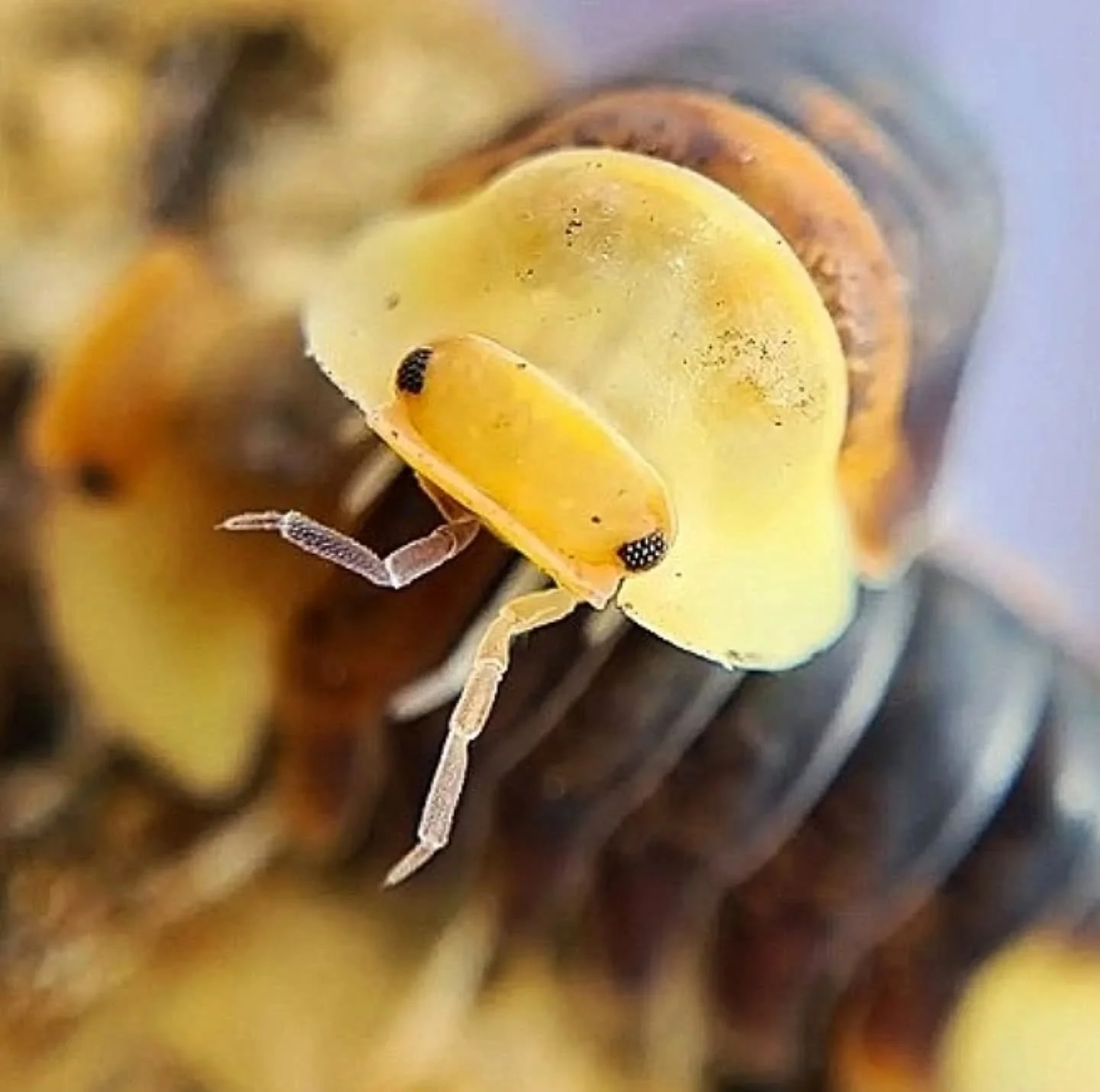 Not long left to enter my free isopod giveaway on my whatsapp group! Who would want to miss out on these amazing free prizes? 😍 
Enter here, UK only (message me if you want the link) https://chat.whatsapp.com/JJesuzlGyNoD15vWQf5pxi?mode=ems_copy_t