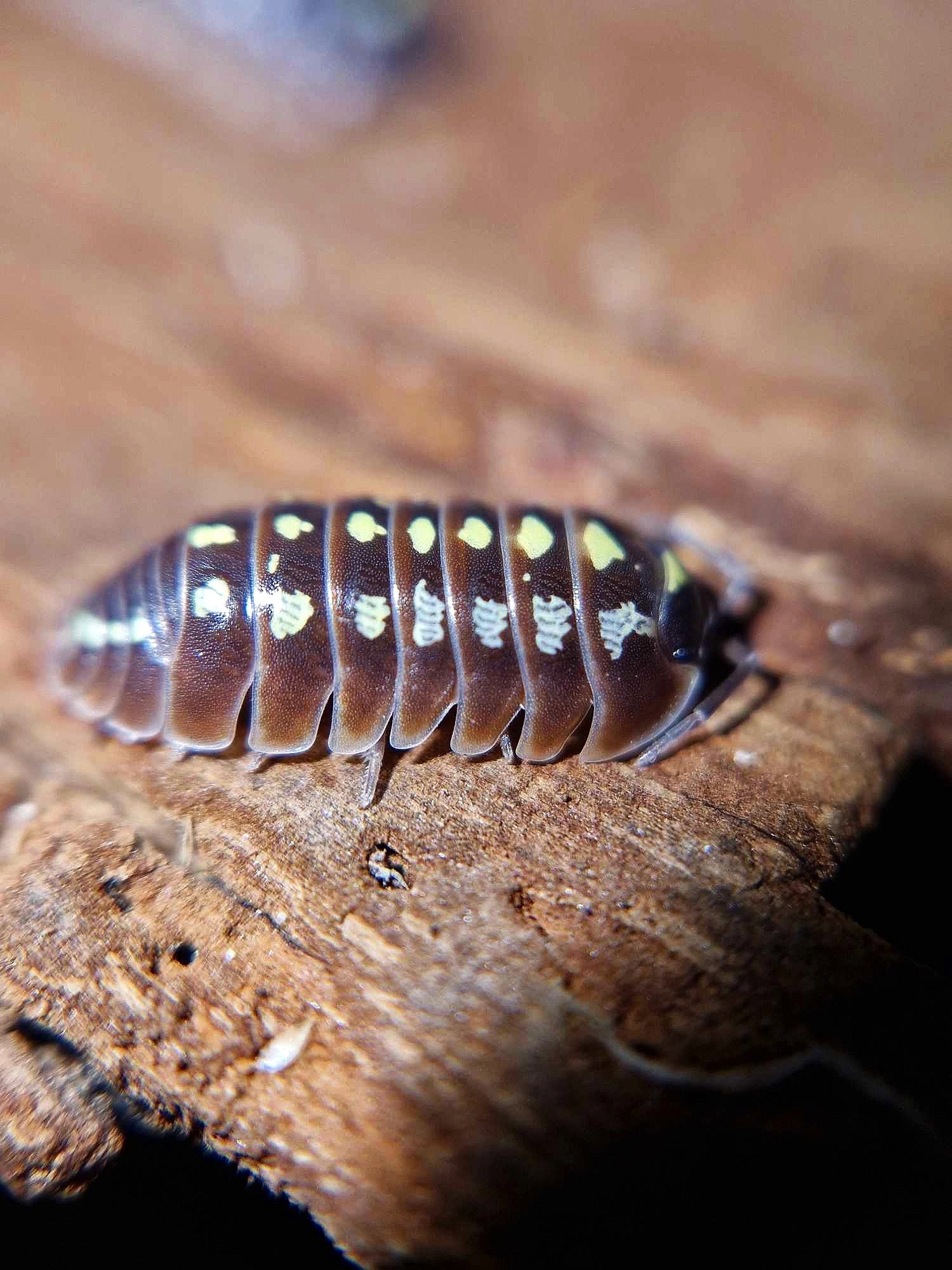 Armadillidium Klugii Pudding Isopod