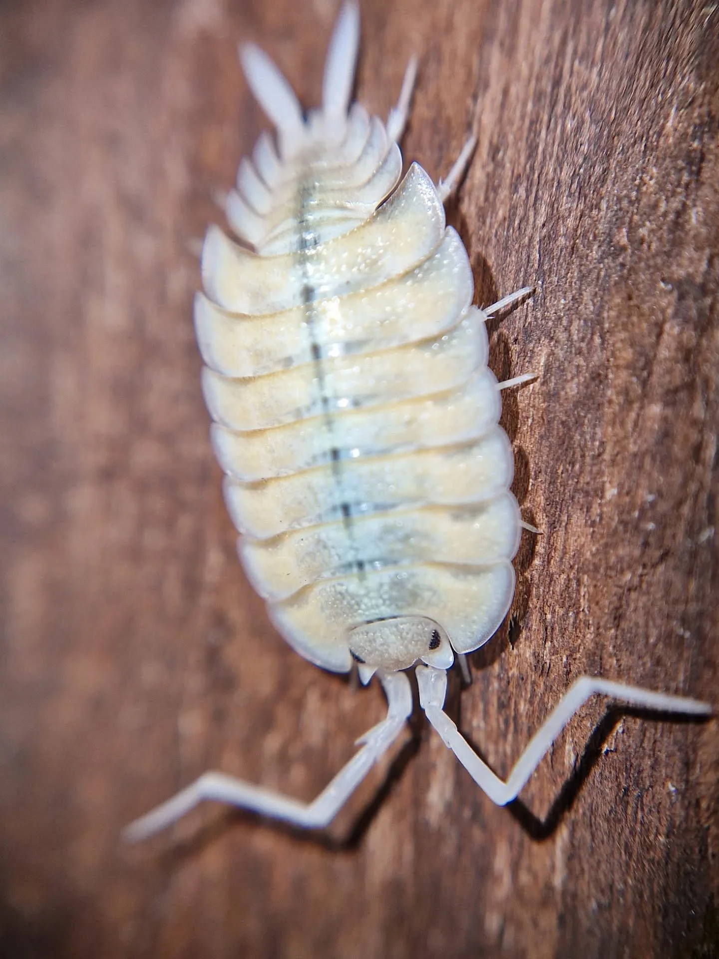 Porcellio Bolivari Perico 🤍 These really surprised me when I got them some time ago. They're actually prettier than the lemonades and ghosts in my opinion

#isopod #isopods #bugs #porcellio #invertebrates