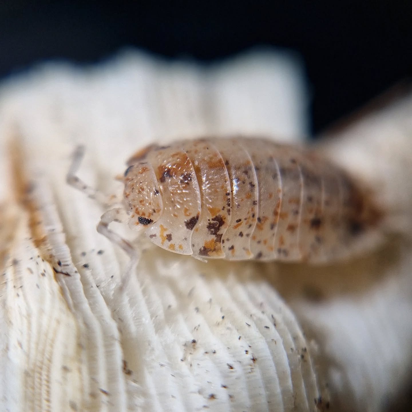 Porcellio Scaber morph isolated from my Dalmation orange, what should these be called? There's already a "scaber calico" so maybe calico dalmation? 🤍🧡🖤

#isopod #isopods #porcellio #bugs #invertebrates