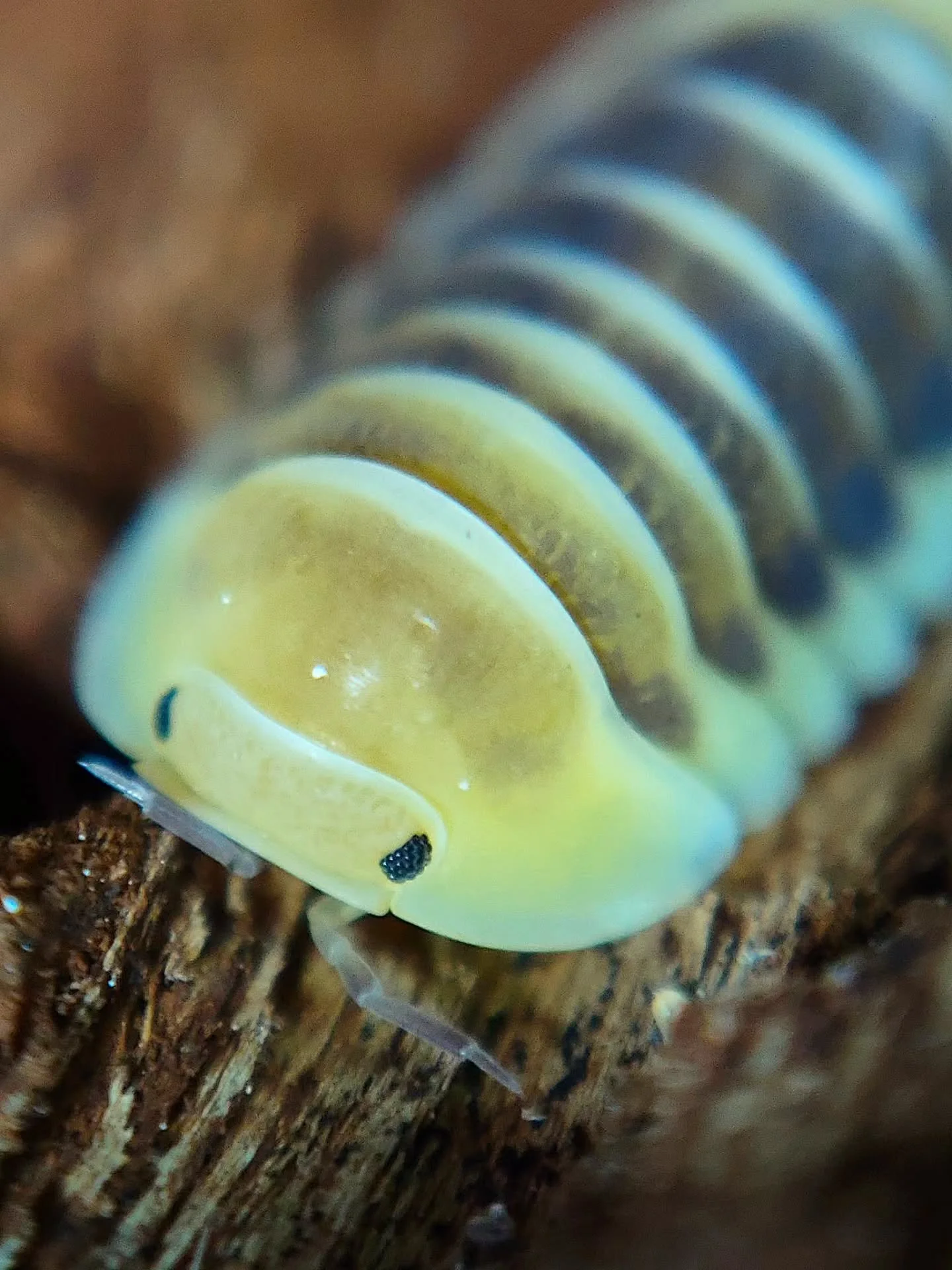 Cubaris Jupiter &amp; Sunset Jupiter 🌝🌕

#isopod #isopods #bugs #invertebrates #cubaris