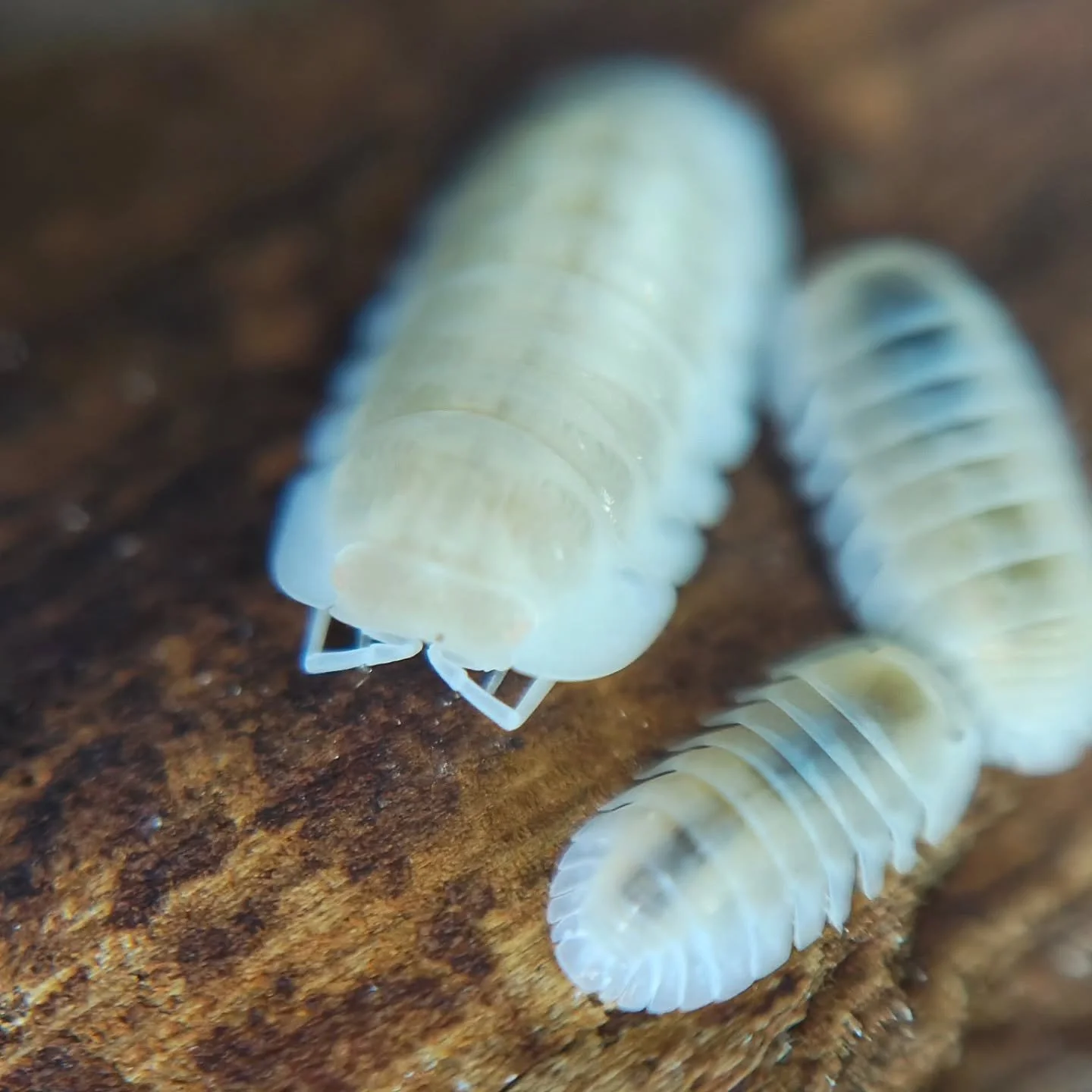 Cubaris Snow Queen 🤍 truly special pods and very photogenic, they don't do much 😂 

#isopod #isopods #isopodsofinstagram #macro #macrophotography
