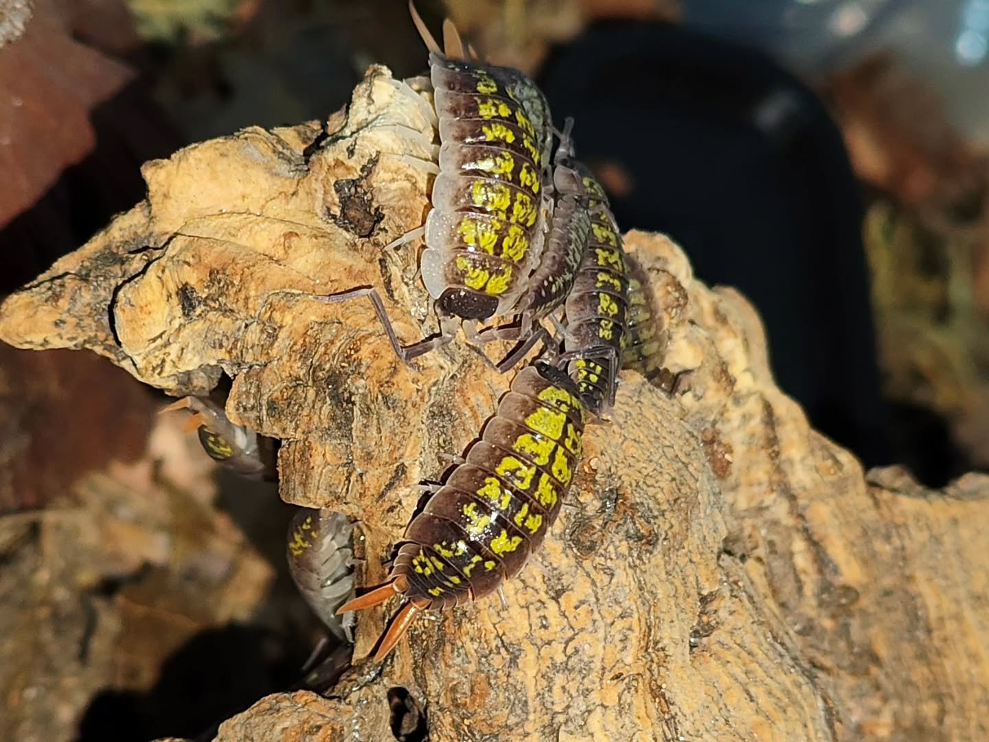 Porcellio Orange Stick 🧡 #isopod #isopods #invertebrates #bugs #bugsofinstagram