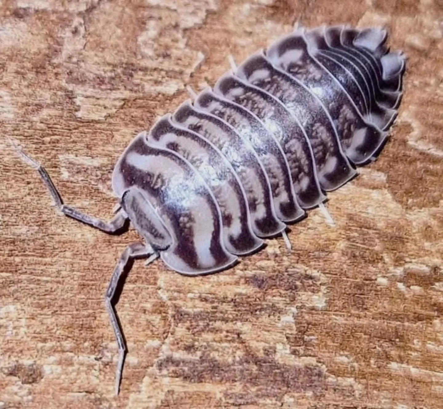 Xeroniscus Seigfriedhuberi 🩶 Got a big raffle on in my group at the moment, prizes include these and lots of other lovely pods (see slide 4)! 

Link to join in my bio ☺️ 

#isopod #isopods #bugs #inverts #terrarium
