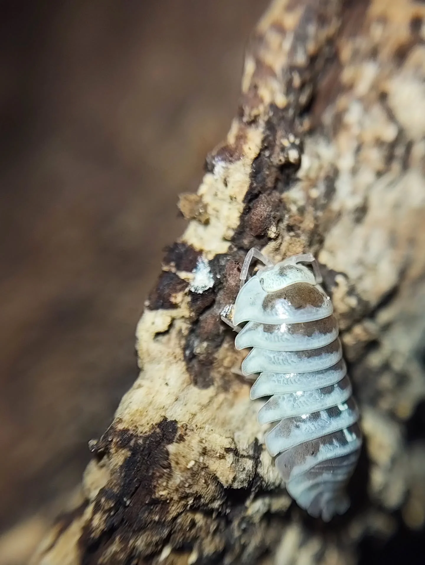 Armadillidum Maculatum Chocolate Zebra &amp; Maculatum champagne 🤍🤎🩶 #isopod #isopods #invertebrates #bugs #rolypoly