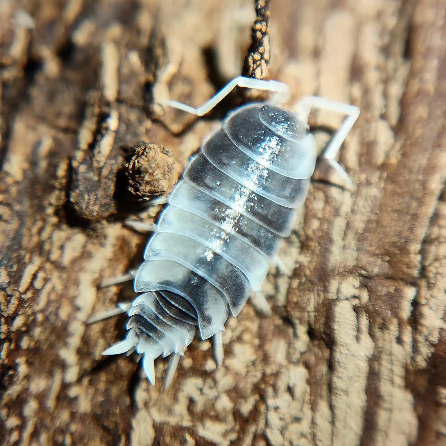 Porcellionides Pruinosus Oreo Crumble 🩶🖤🤍 

#isopod #isopods #cleanupcrew #bugs #invertebrates