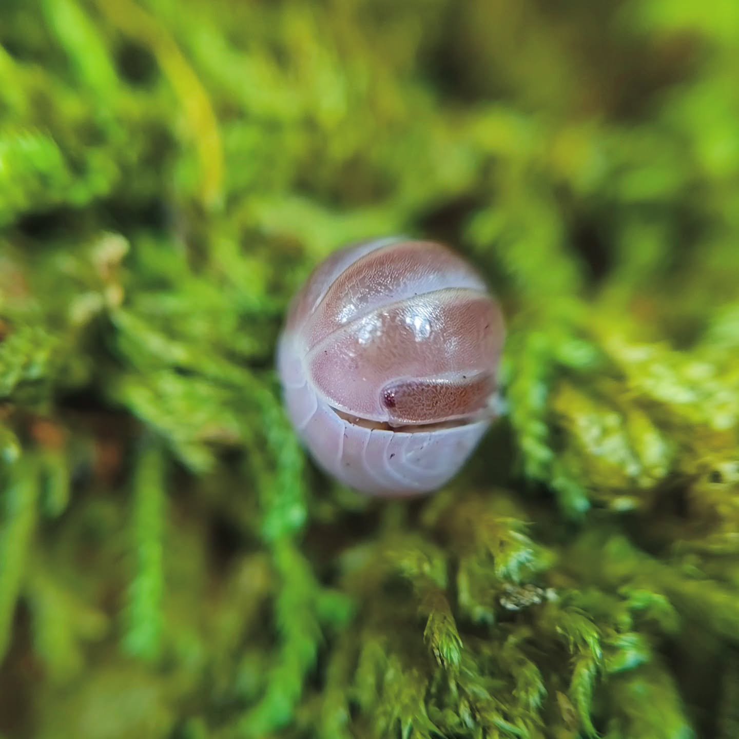 Armadillo Officinalis Pink 🩷 

Armadillo Officinalis are a very interesting species because they make a quiet hissing noise when provoked by rubbing their legs in a circular motion on the inside of their exoskeleton. They get quite big too!

#isopod